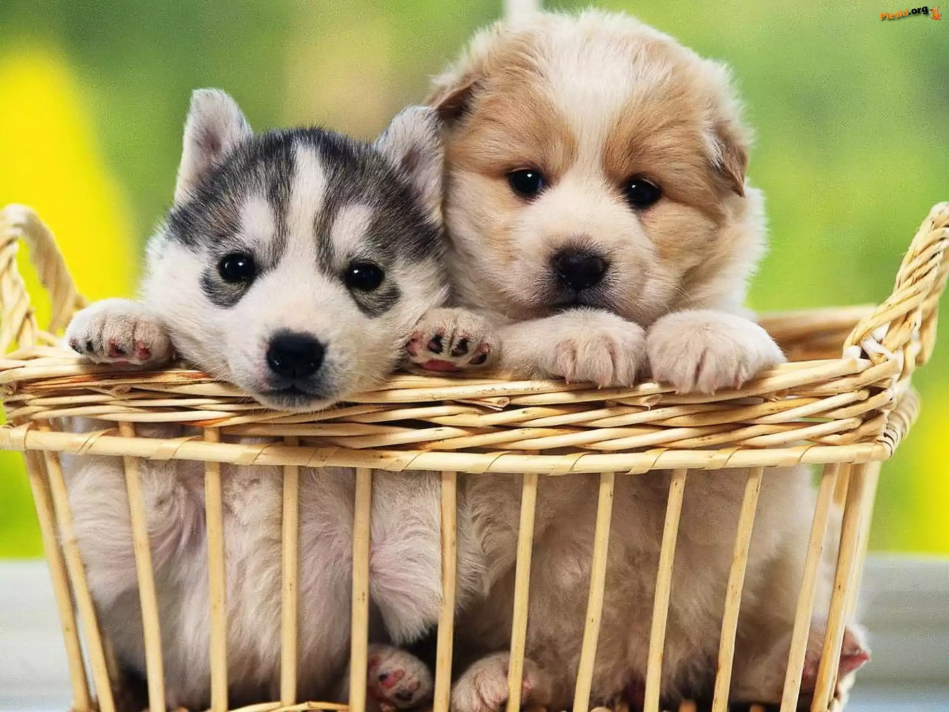 Siberian Husky, Koszyk, Dwa, Szczeniaczki