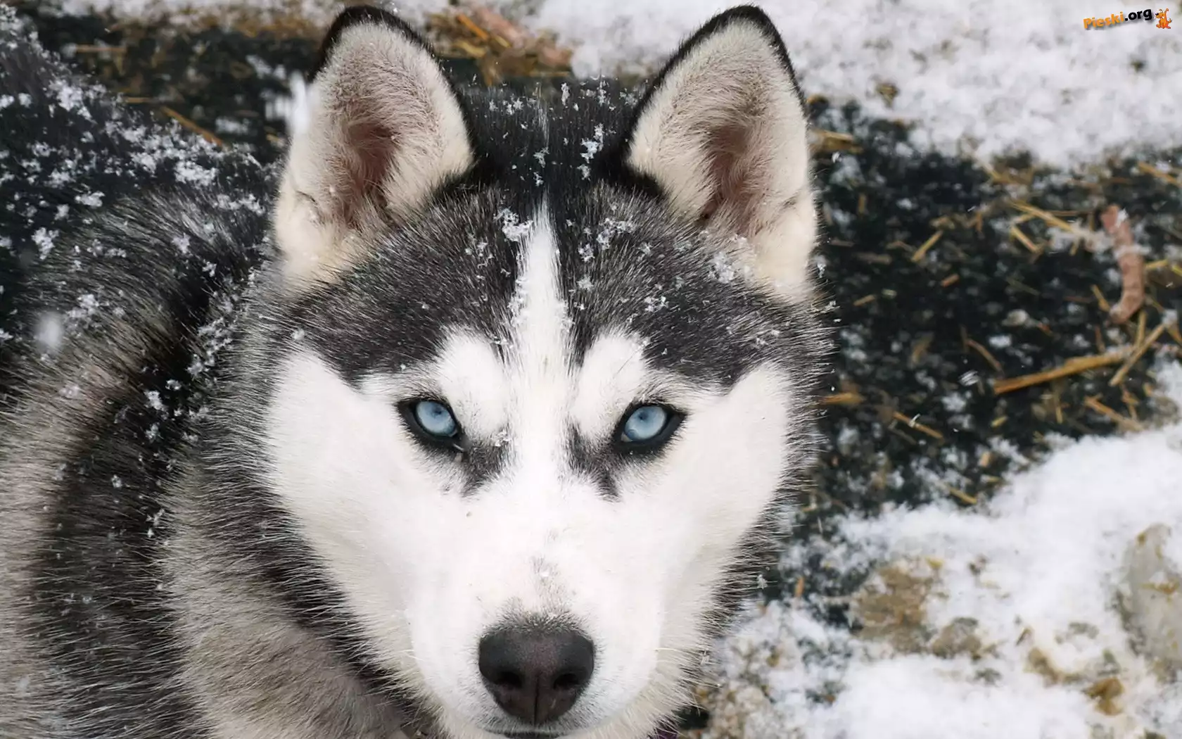 Siberian Husky, Śnieg
