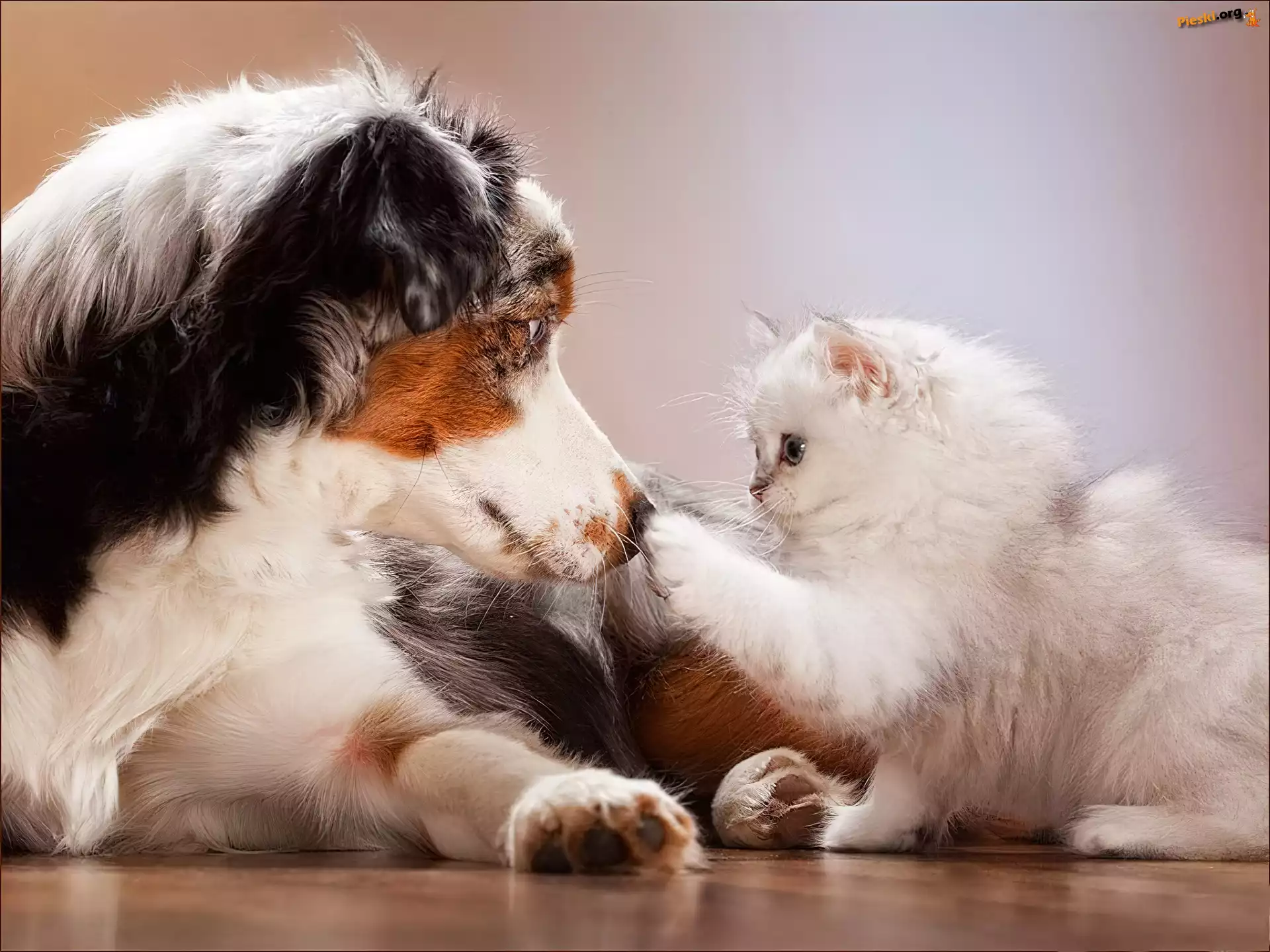 Owczarek australijski-australian shepherd, Pies, Kot