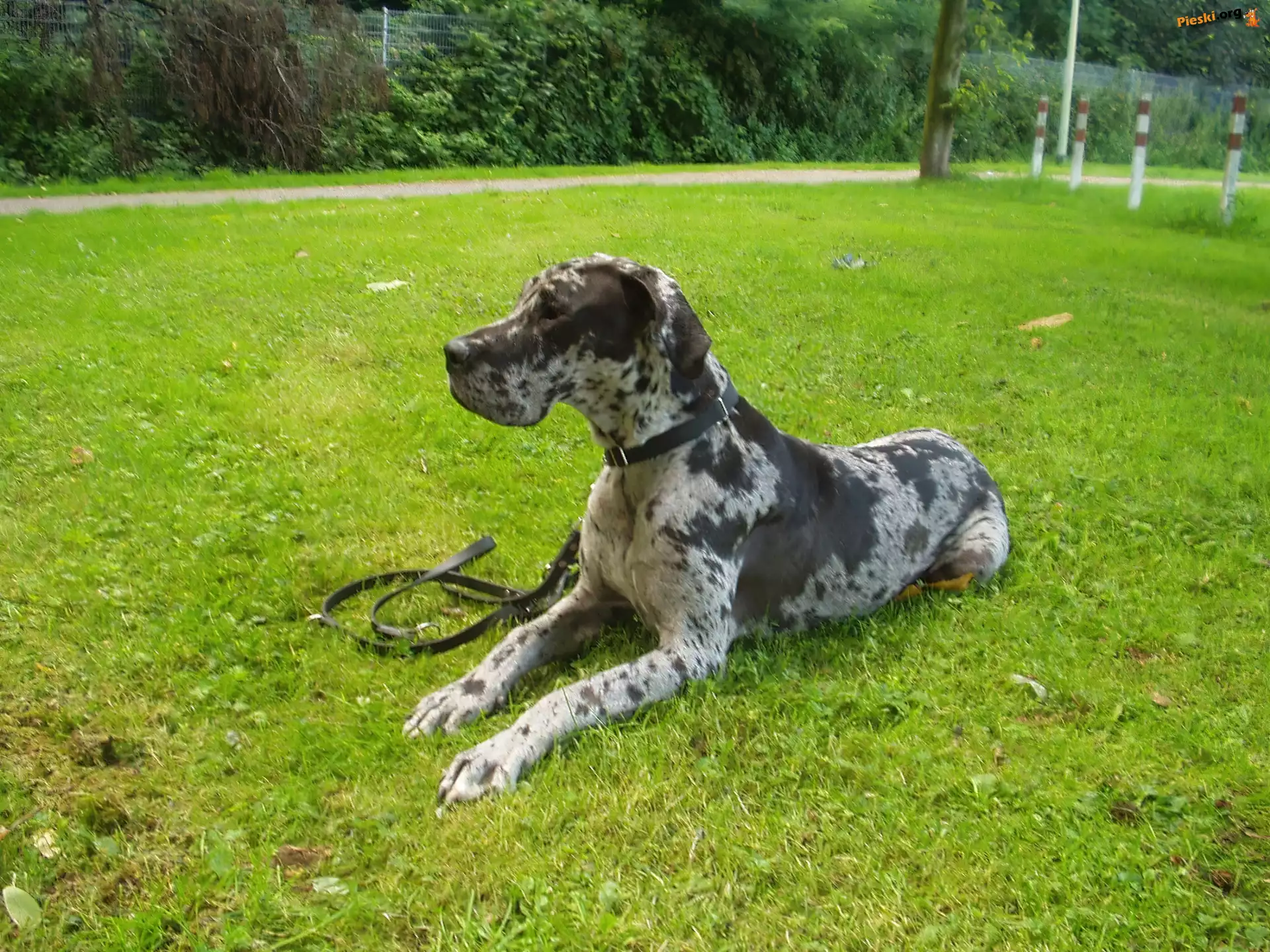 Leżący, Dog niemiecki