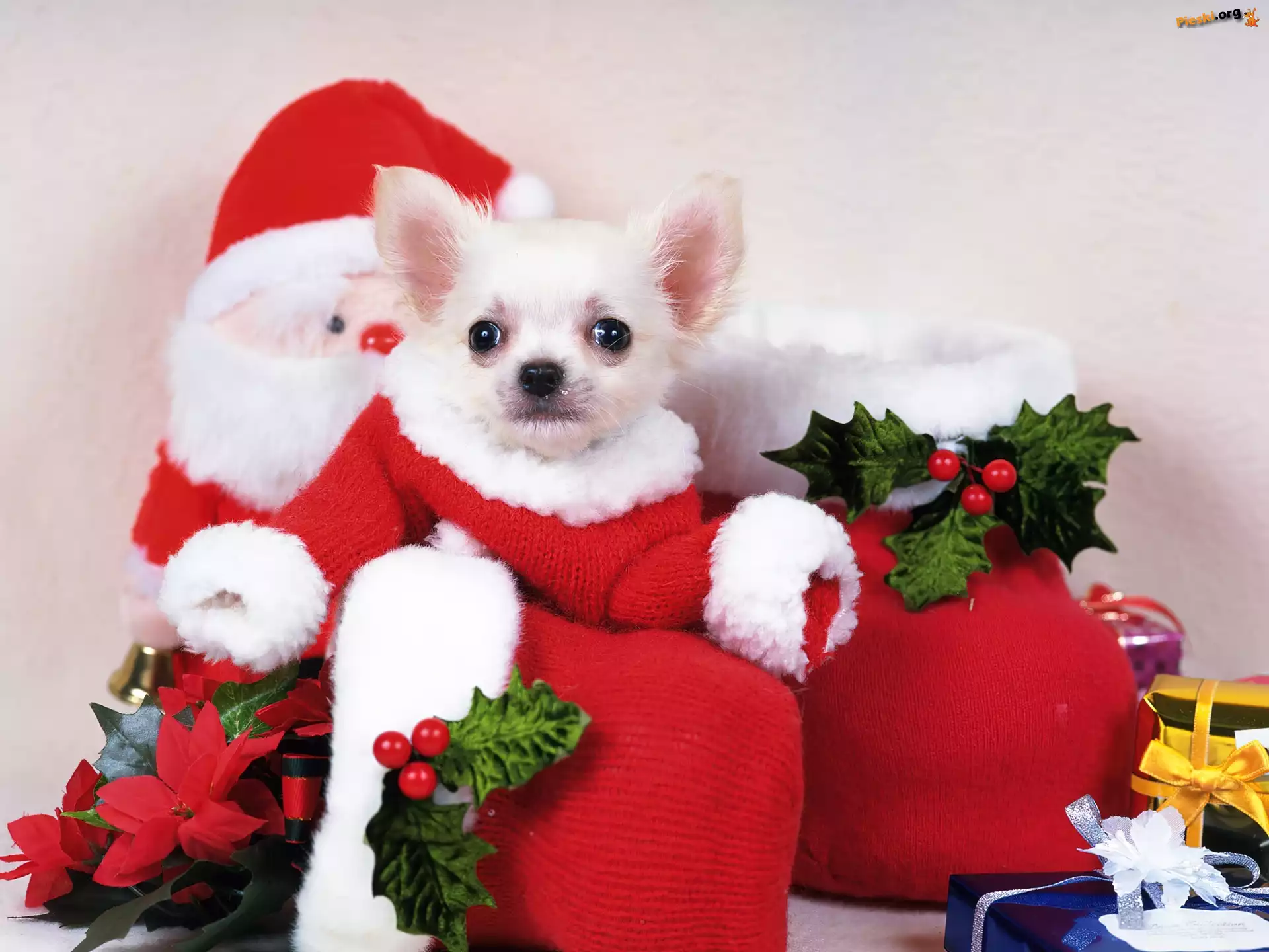Mikołaj, Pies, Chihuahua