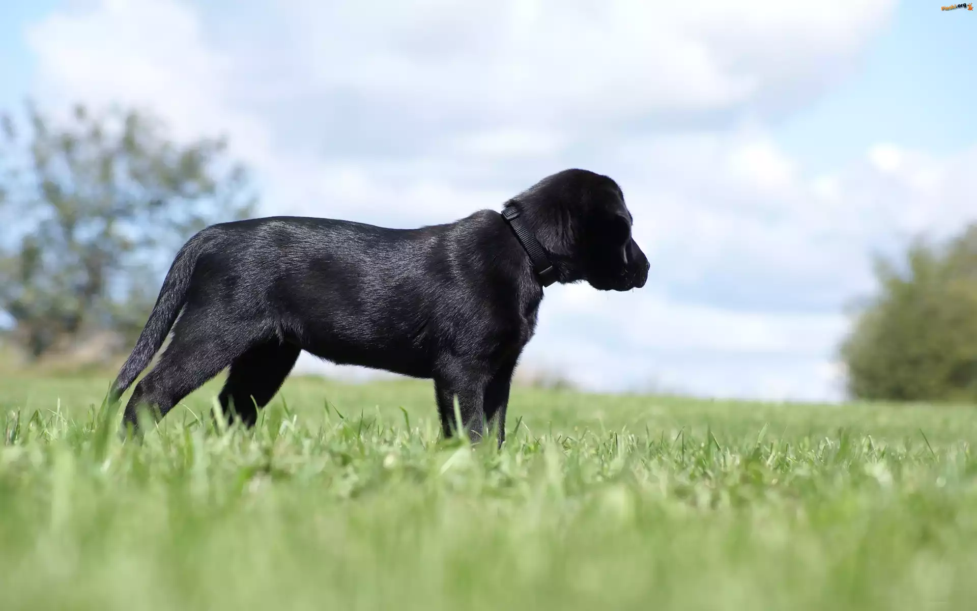 Retriever, Czarny, Labrador, Trawa