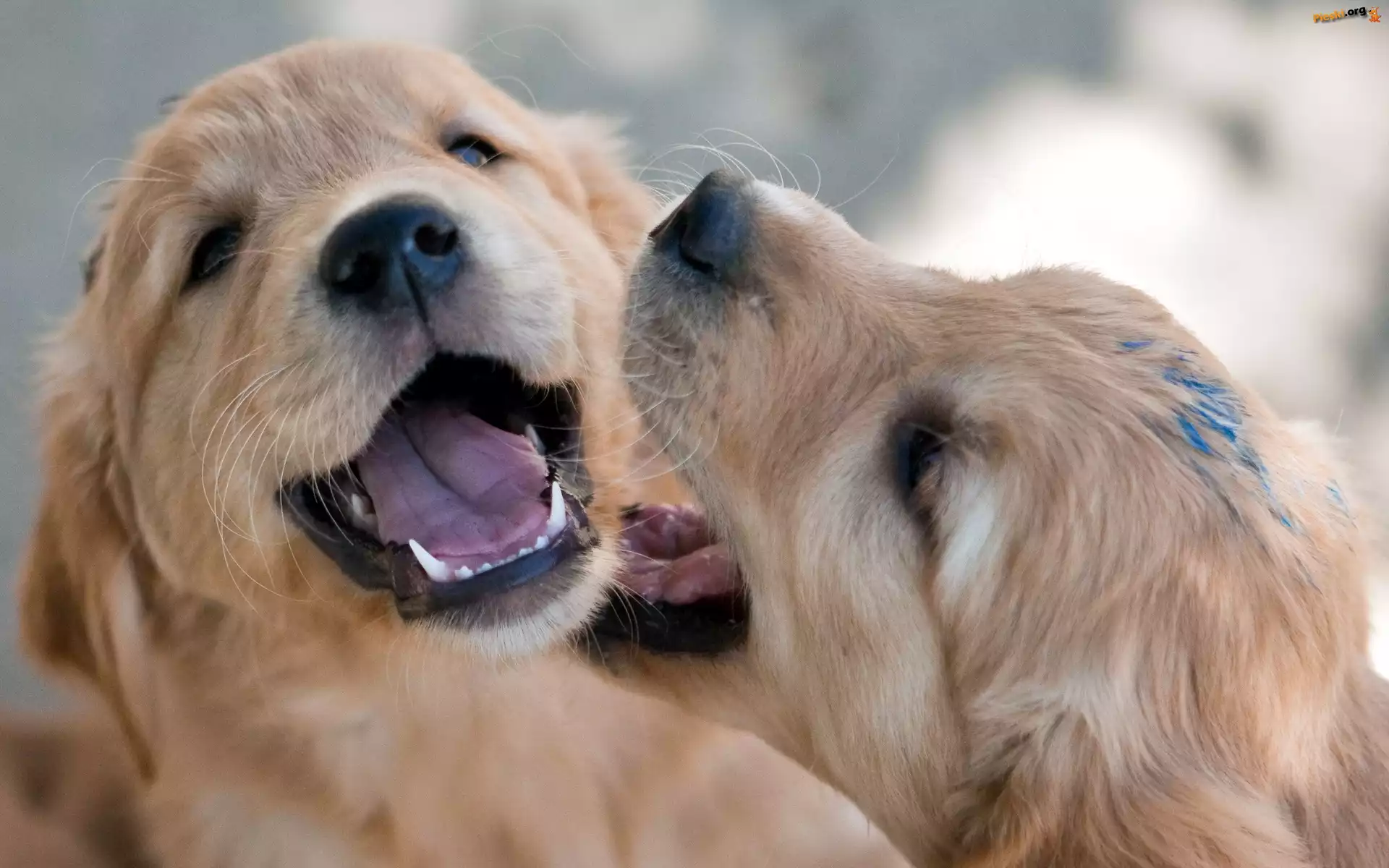 Dwa, Szczeniaki, Golden Retriever