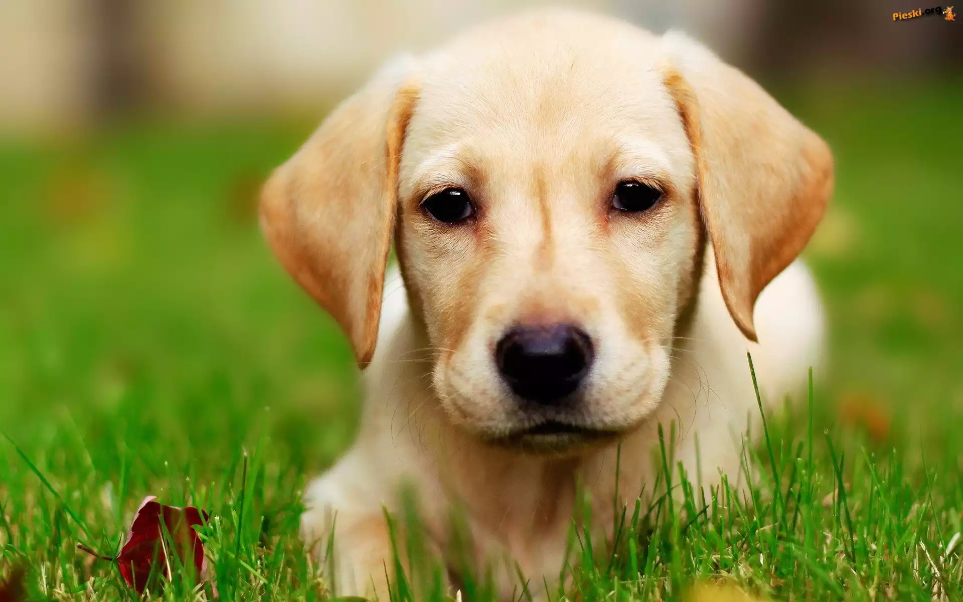 Retriever, Biszkoptowy, Labrador, Trawa