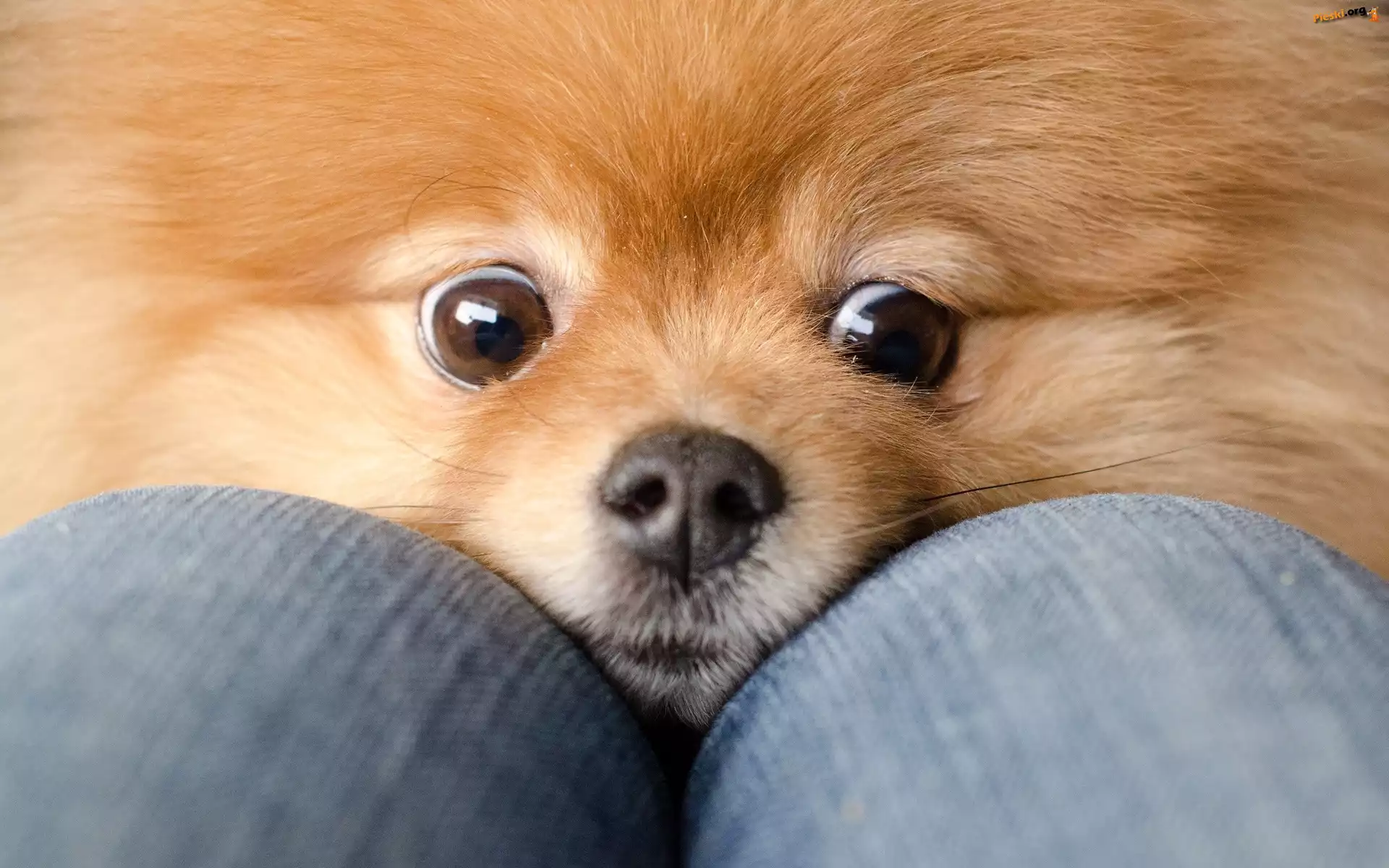 Rudy, Szpic miniaturowy, Nos, Pies, Oczy, Pomeranian