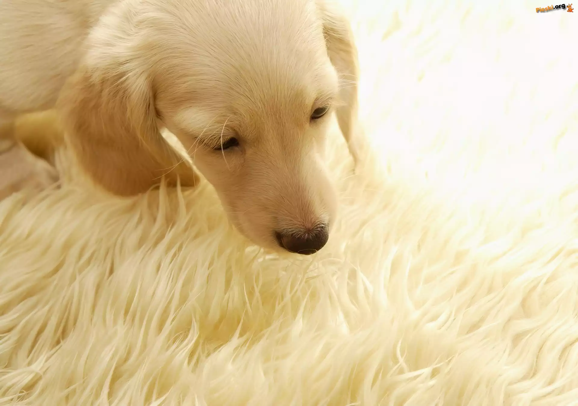 Szczeniak, Retriever, Labrador