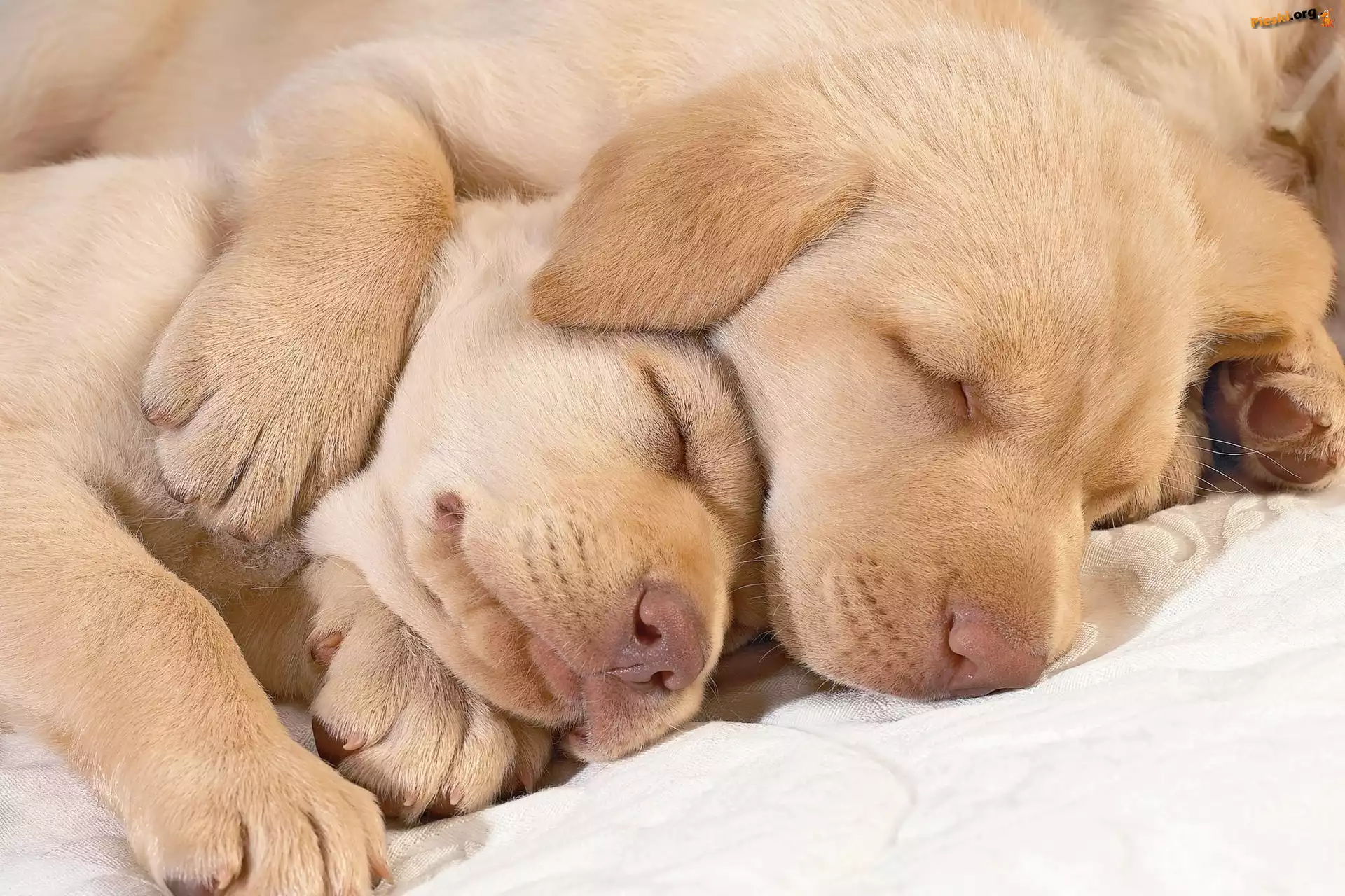 Śpiące, Golden, Retrievery