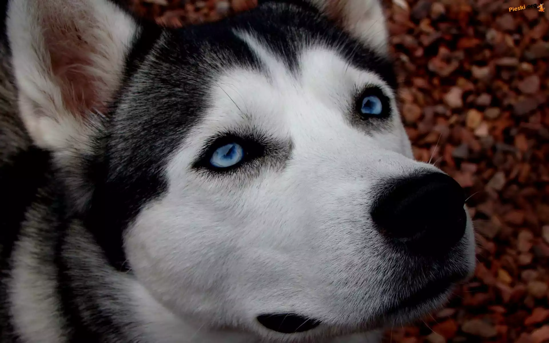Siberian Husky