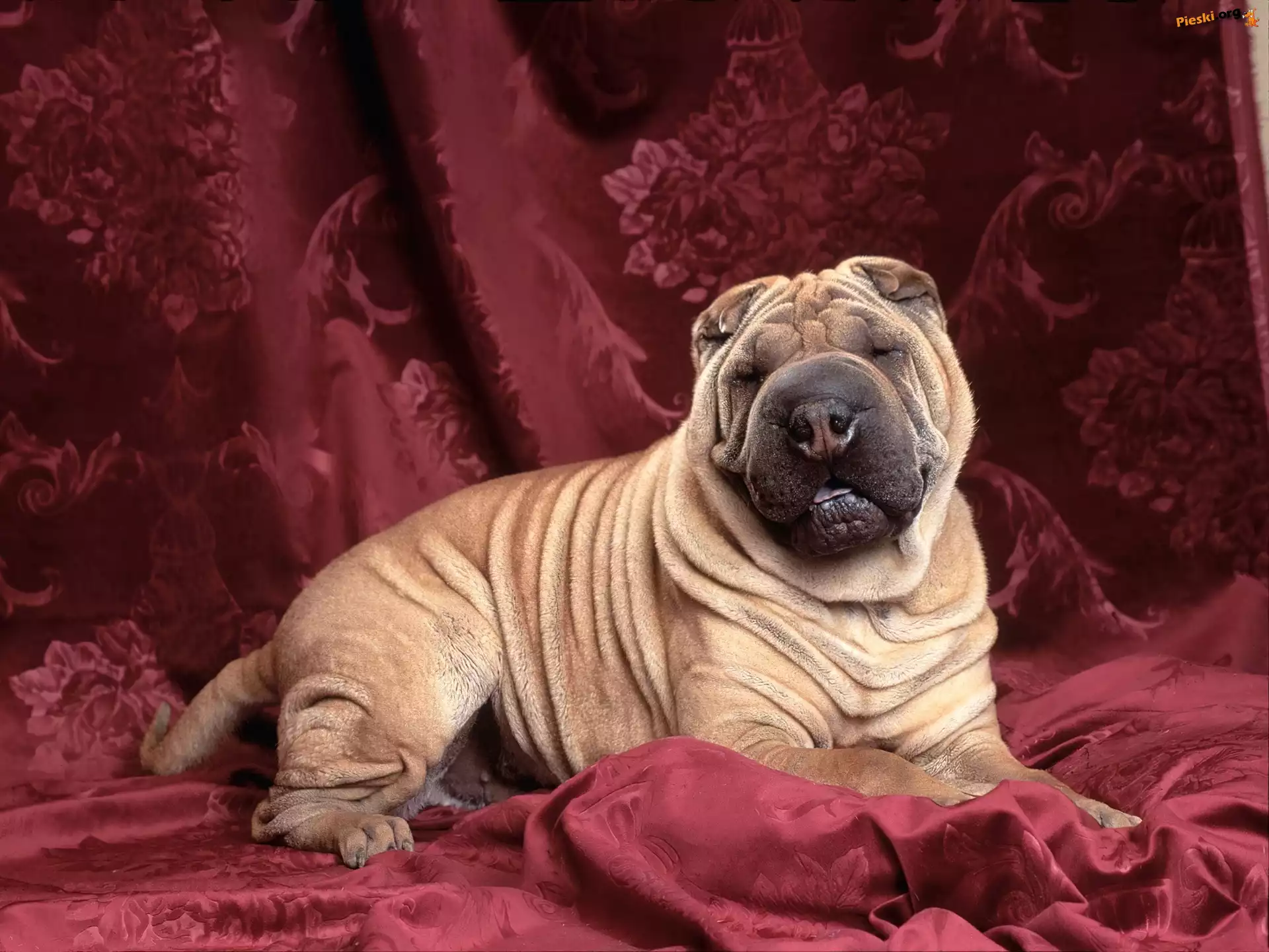 Kotary, Purpurowe, Shar Pei