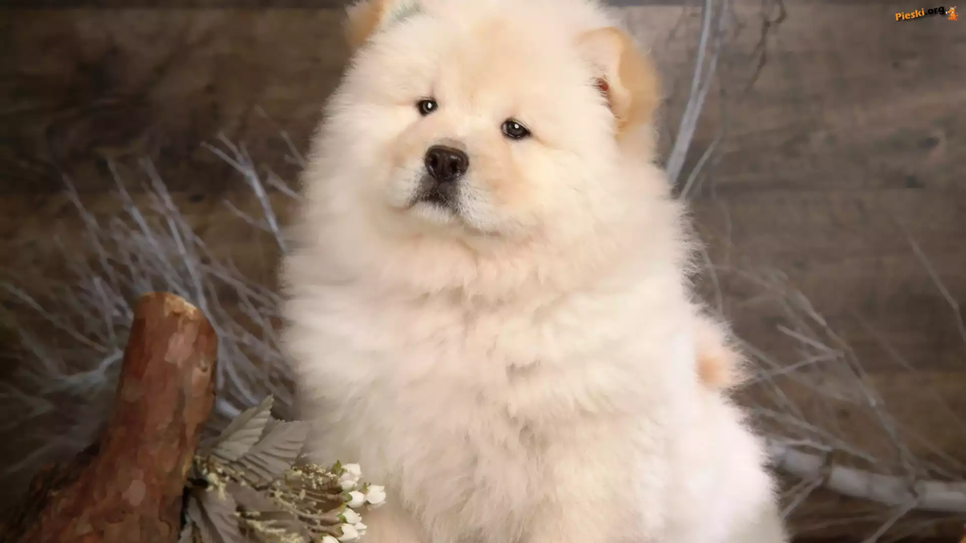 Dumny, Chow, Chow