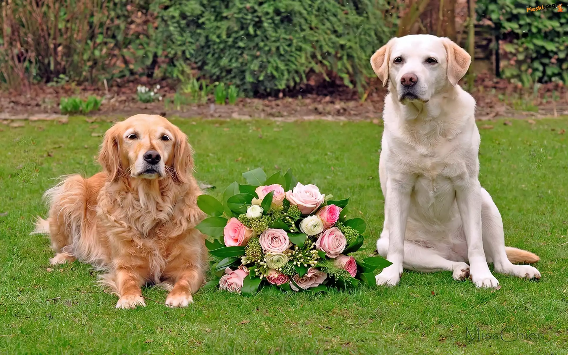 Dwa, Bukiet, Labrador retriever, Psy, Golden retriever, Róż