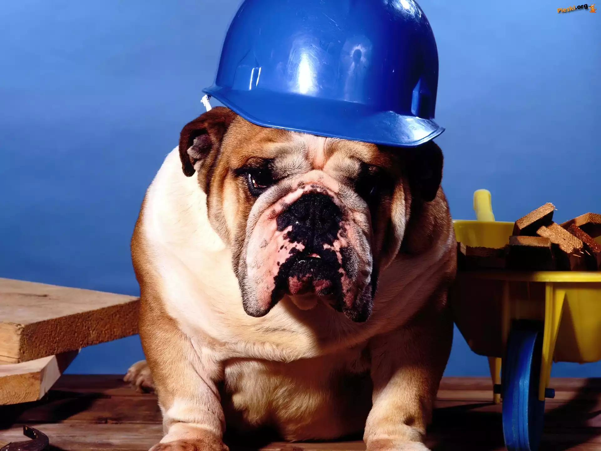 Buldog, Budowniczy, Pies, Kask