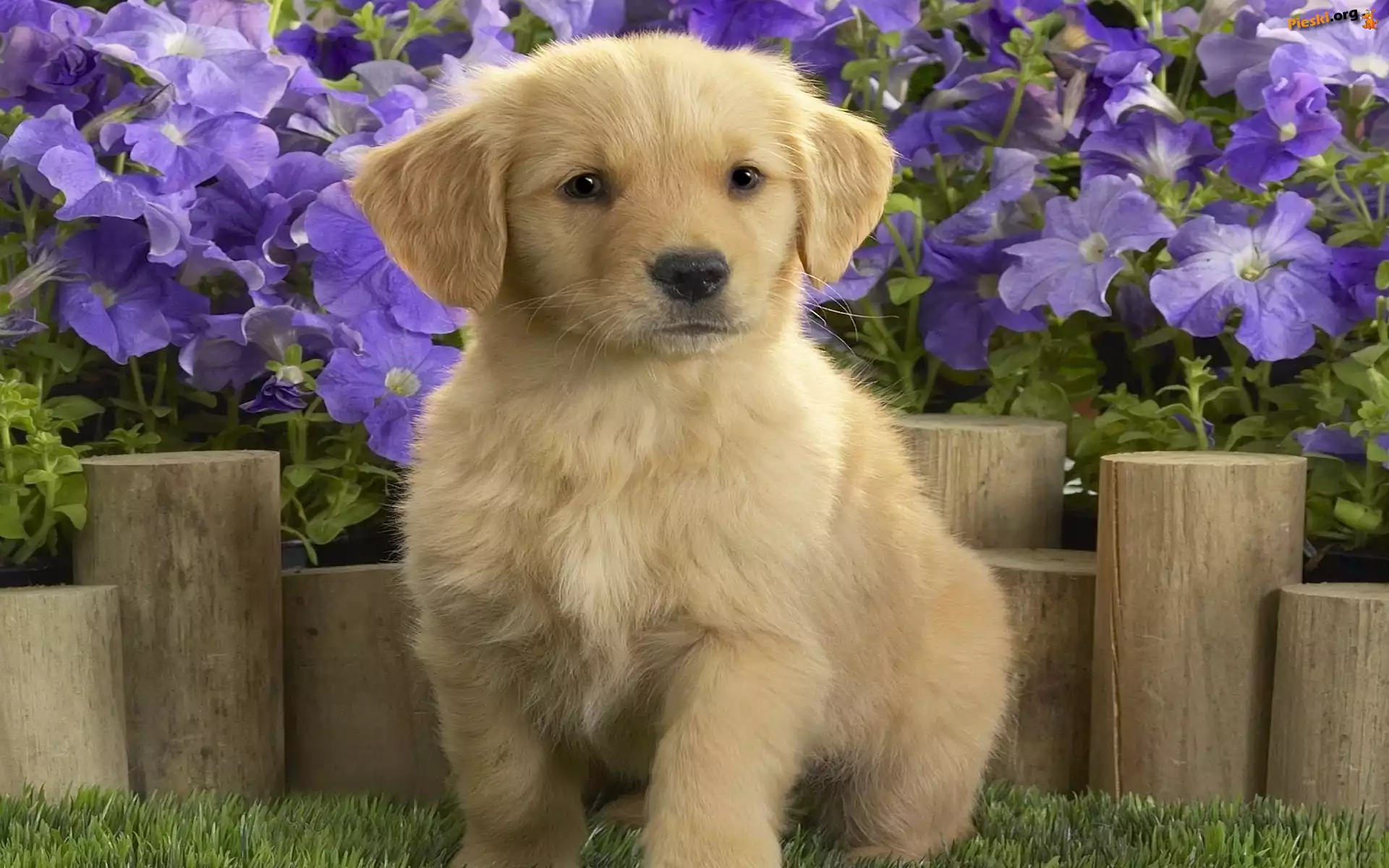 Labrador, Retriever, Kwiaty