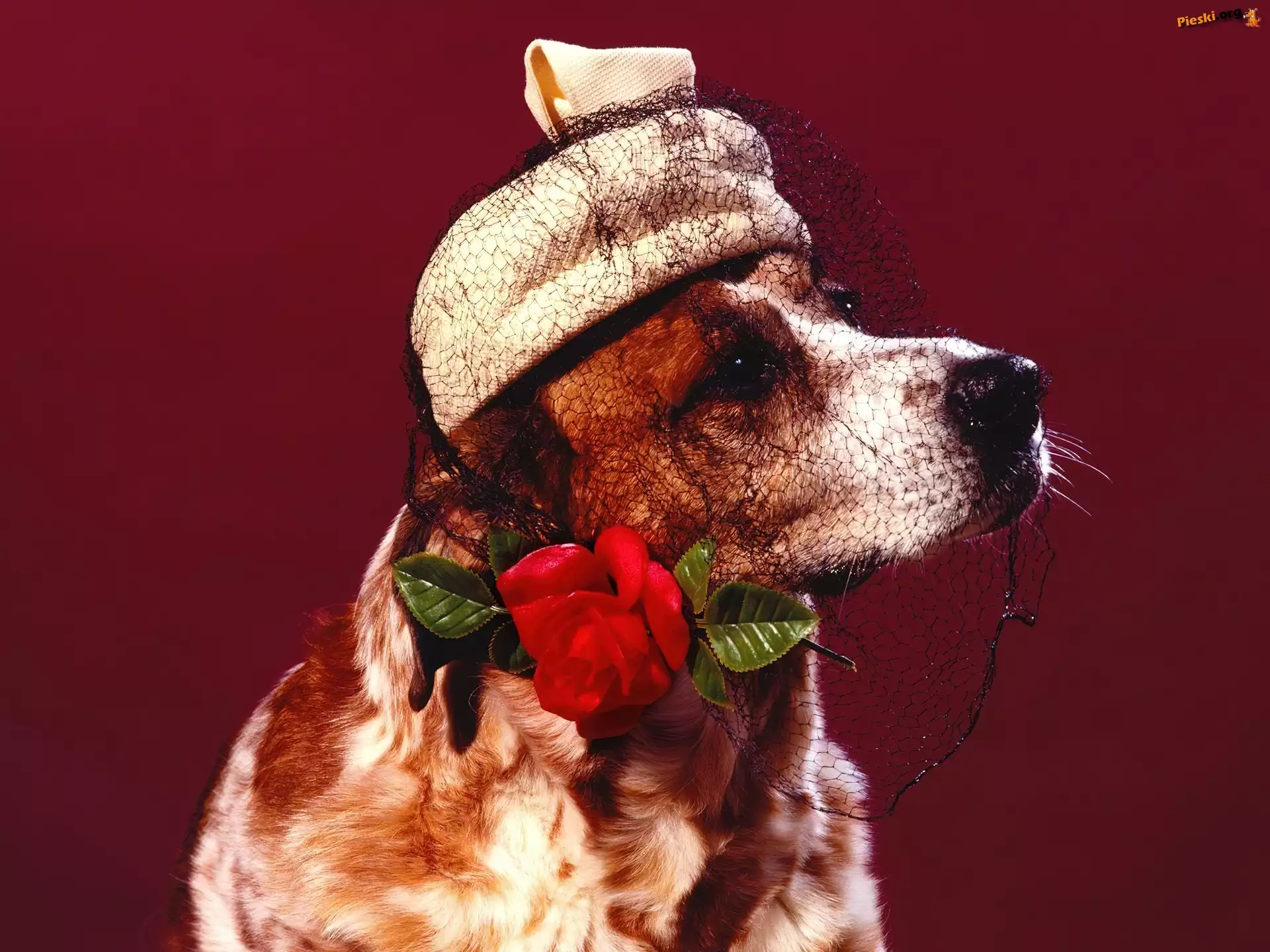 Róża, Toczek, Woalka, Cocker spaniel angielski