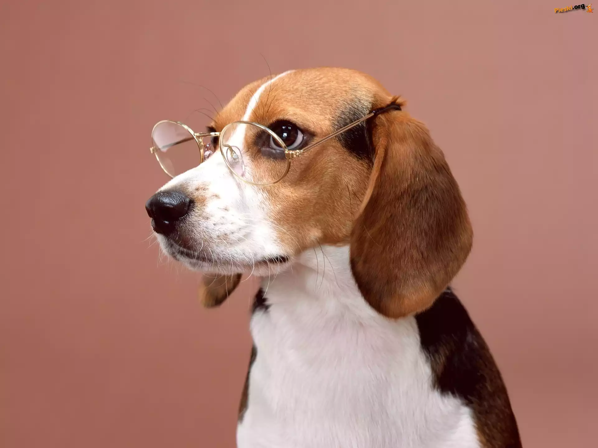 Okulary, Beagle