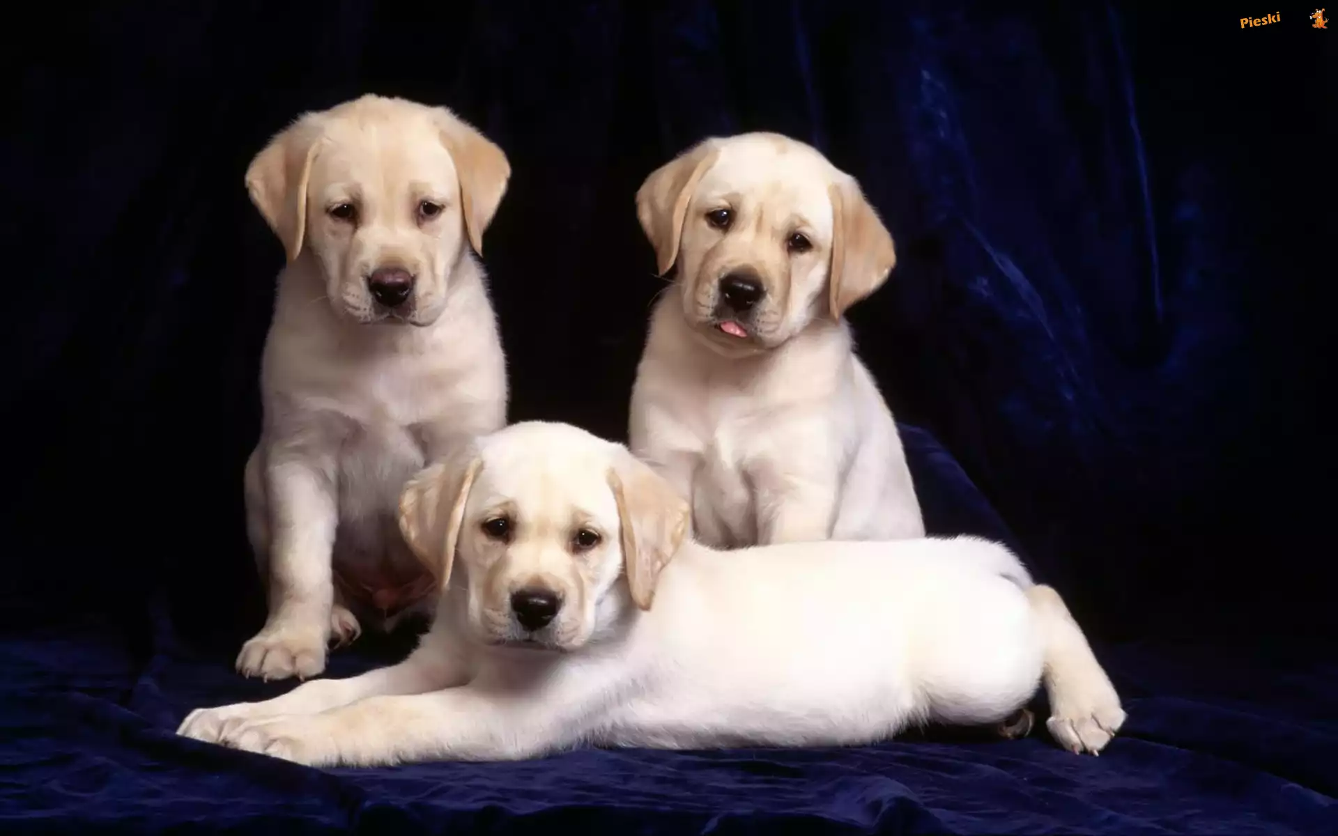 Trzy, Labradory, Retrievery