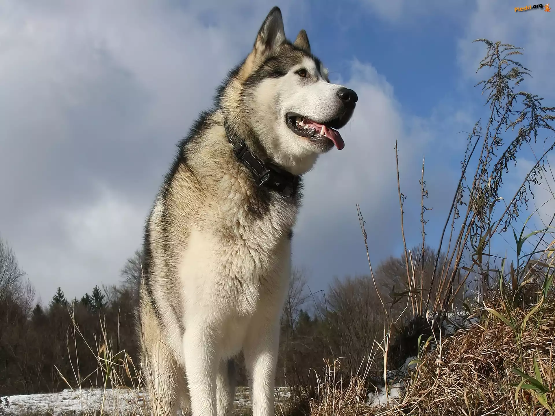 Trawa, Drzewa, Alaskan Malamute