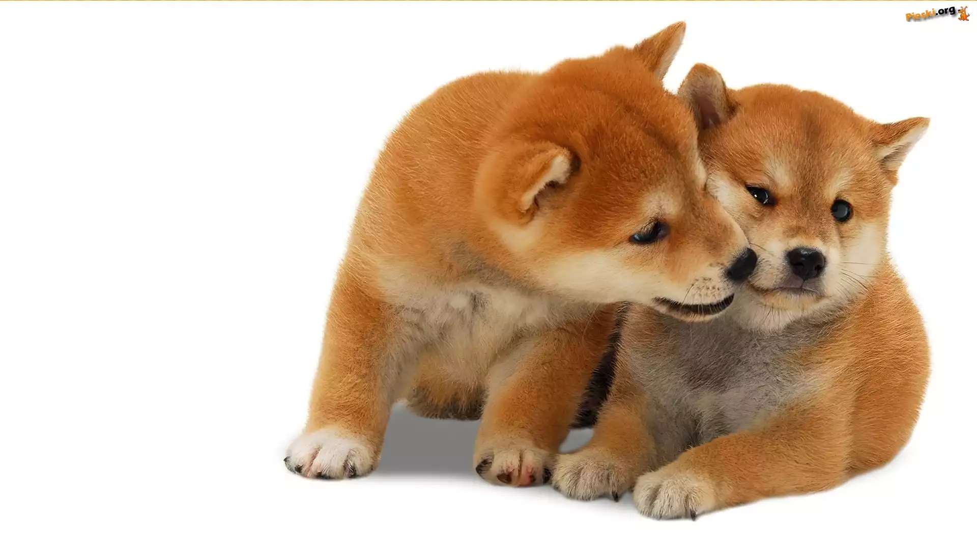 Szczeniaki, Dwa, Shiba Inu