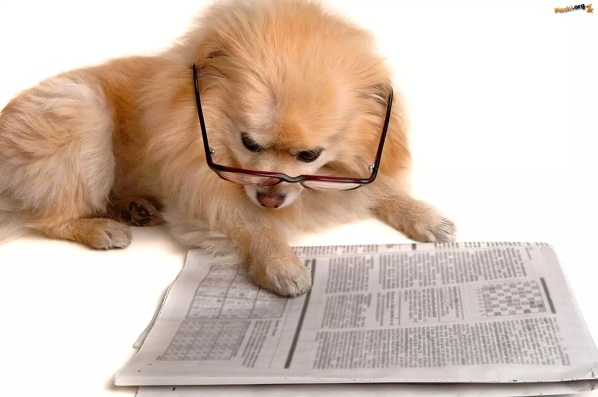Gazeta, Okulary, Pies, Szpic miniaturowy