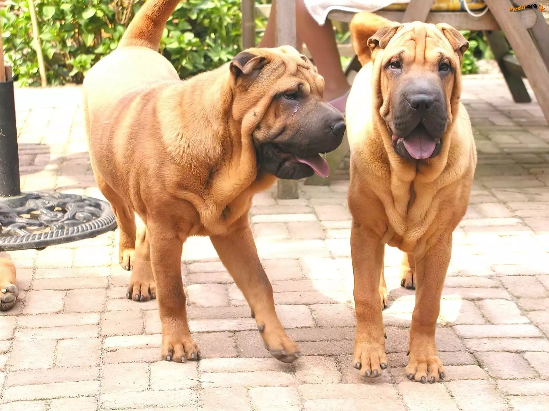 Psy, Dwa, Dorosłe, Shar Pei