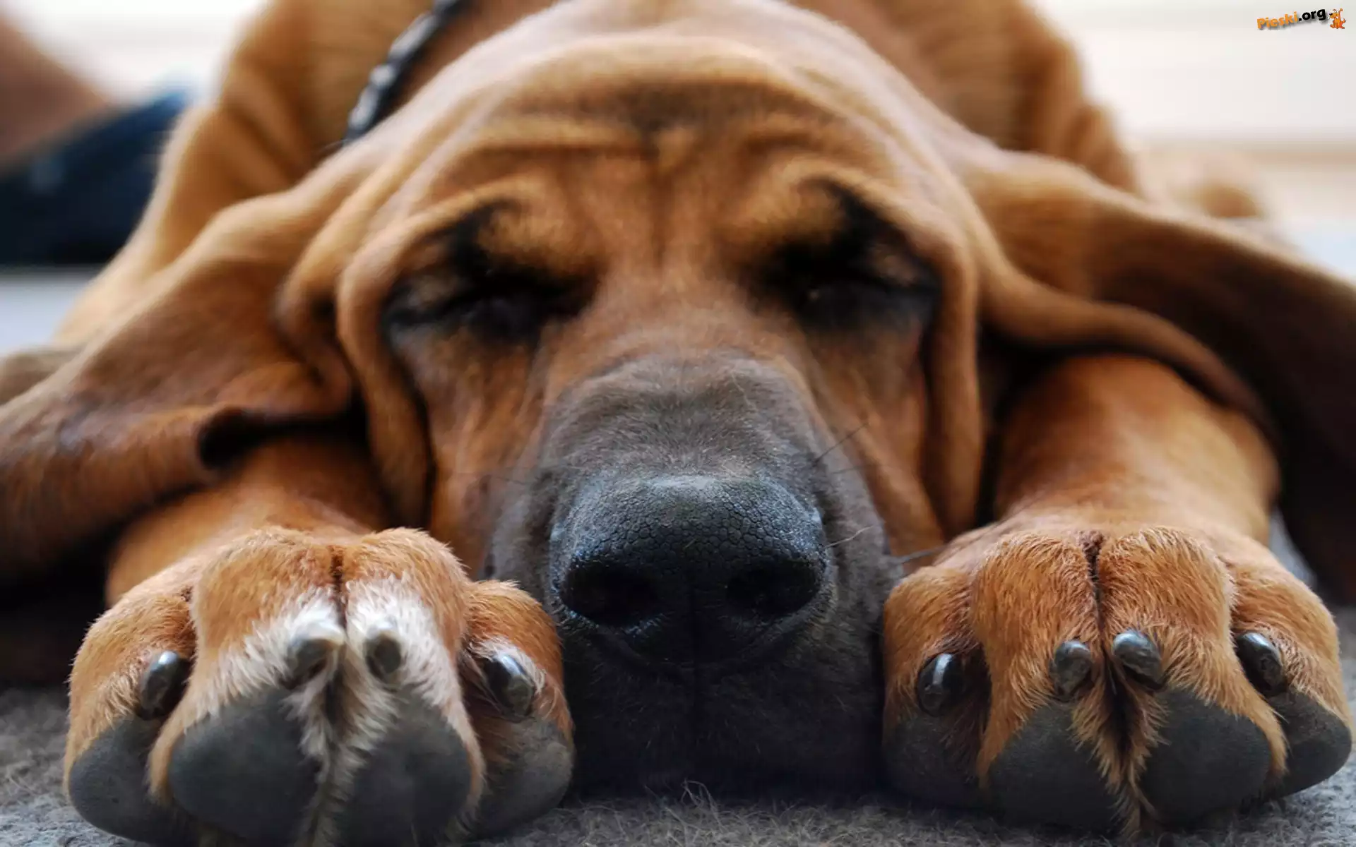 Odpoczynek, Bloodhound, Obroża, Sen