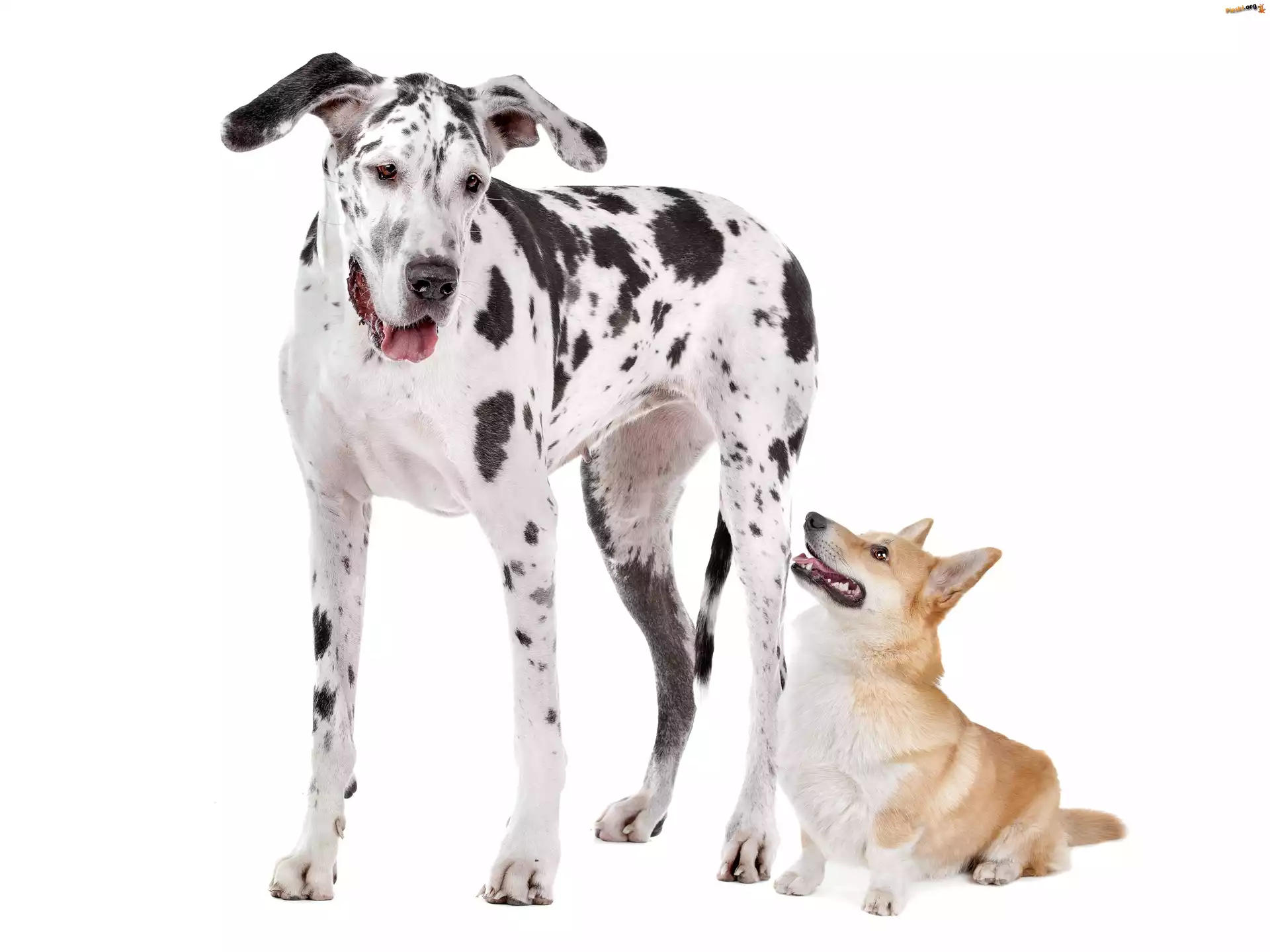 Mały, Dog Niemiecki, Uszy, Piesek
