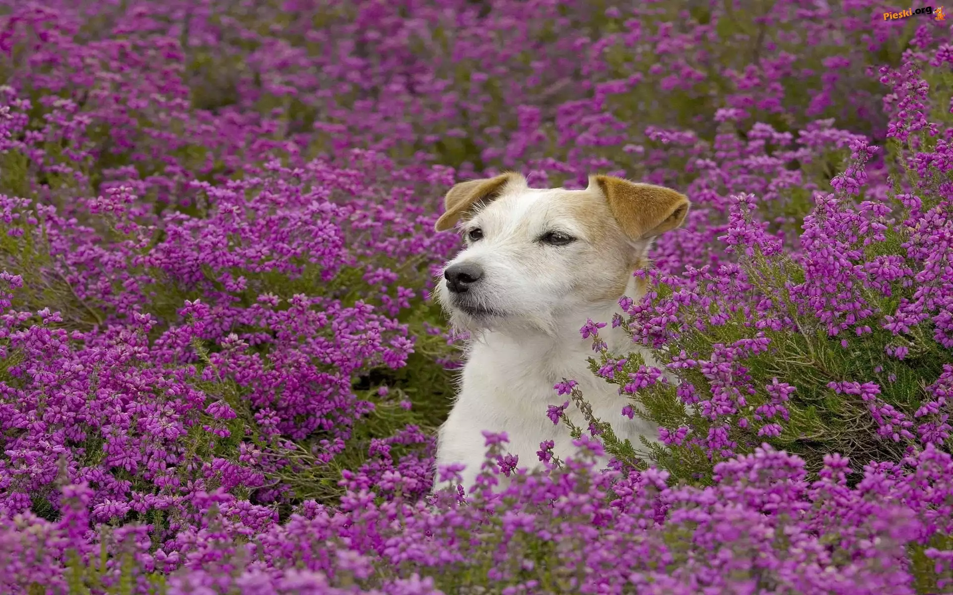 Russell, Kwiaty, Łąka, Jack, Terrier