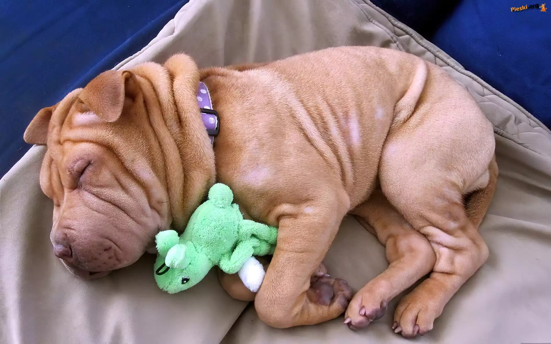 Maskotka, Shar Pei, Szczeniaczek