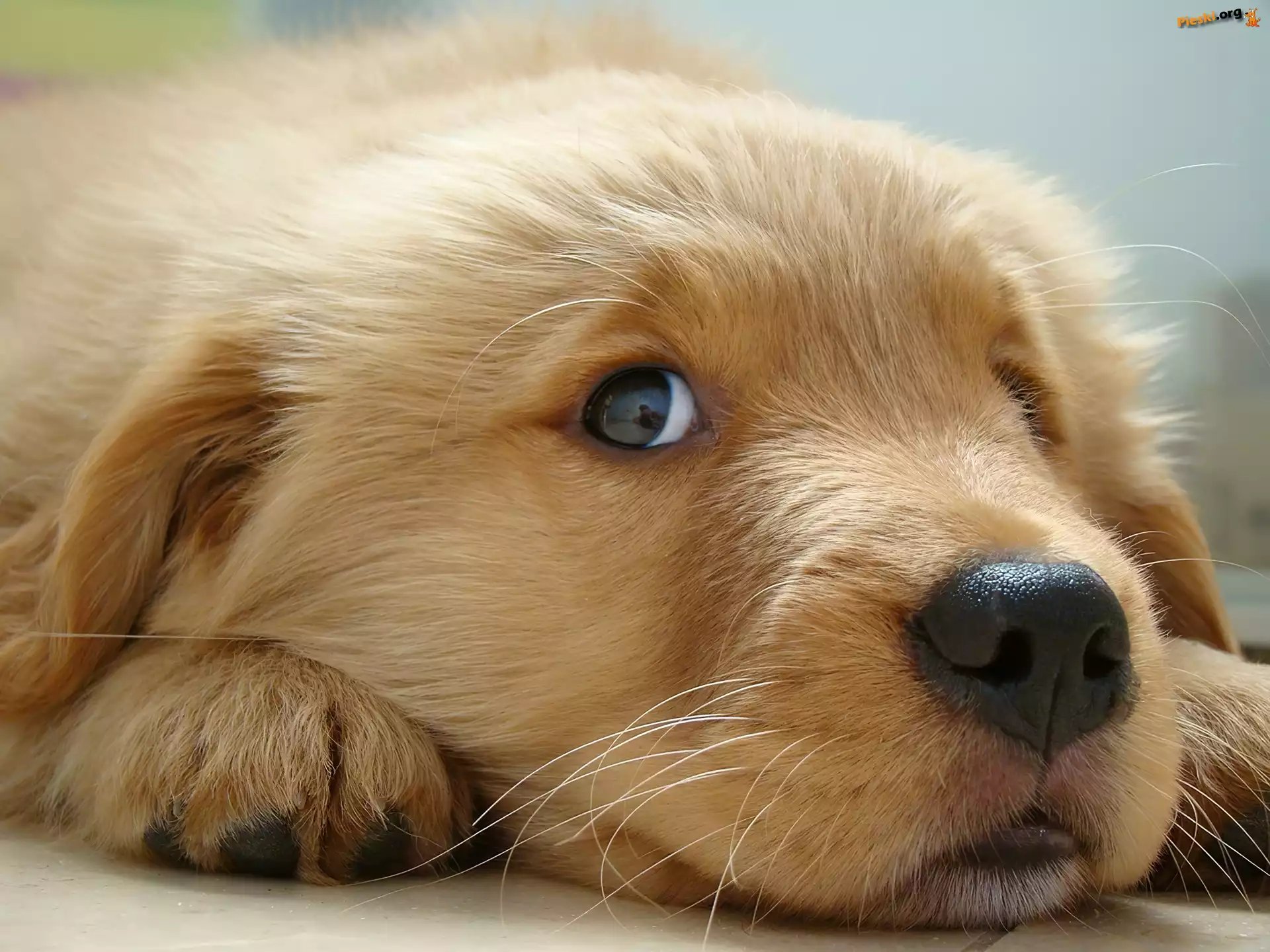 Golden retriever, Psa, Mordka, Łapki, Szczeniak