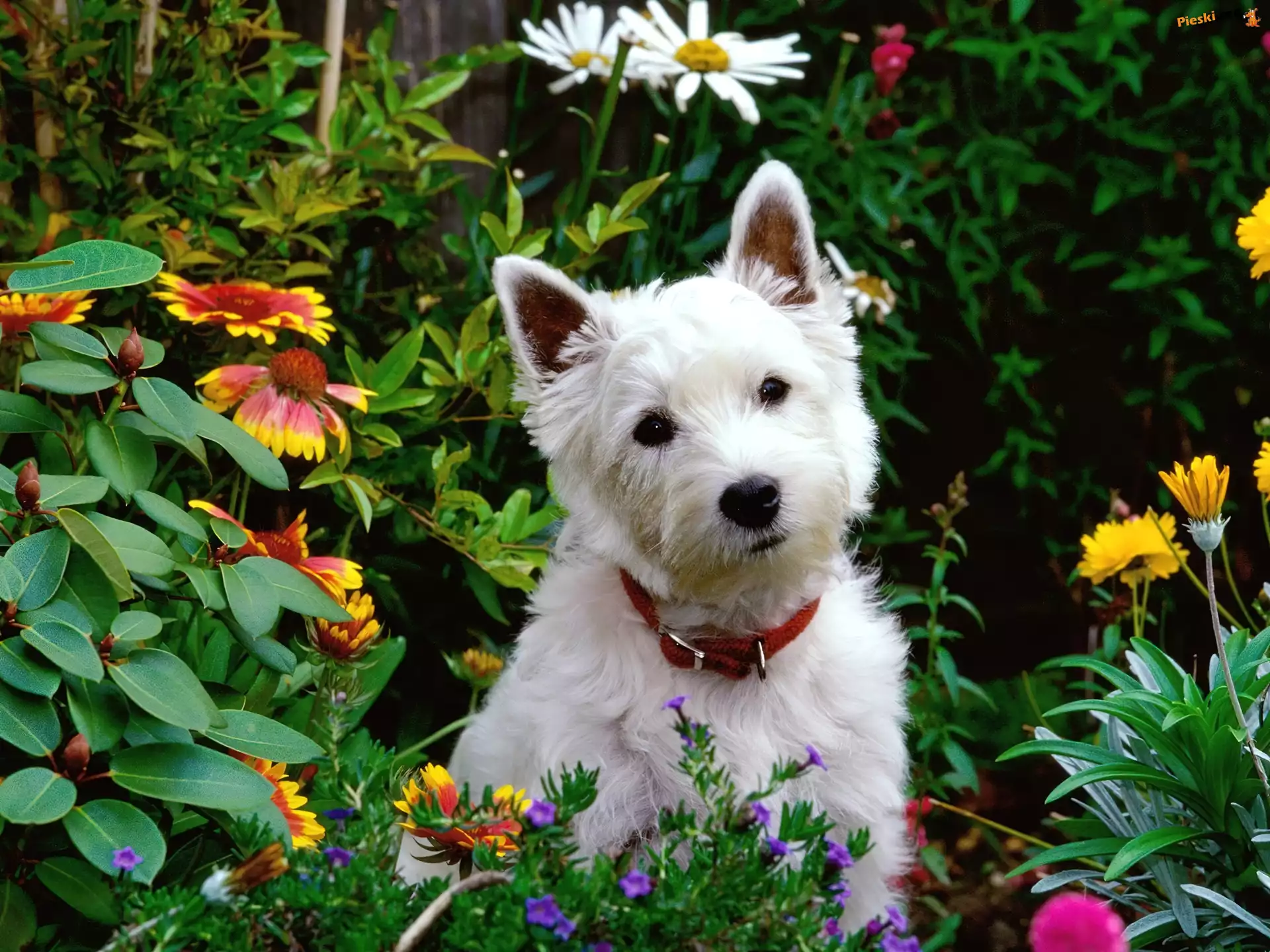 Kwiatki, Pies, Biały, West highland white terrier, Ogród