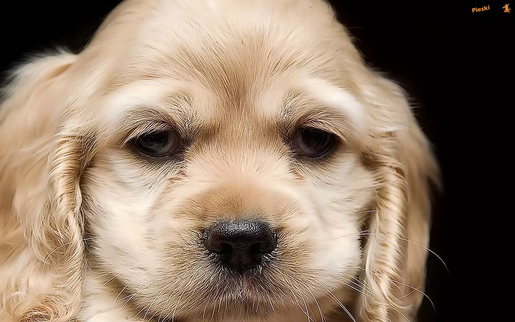 Mordka, Psa, Cocker spaniel