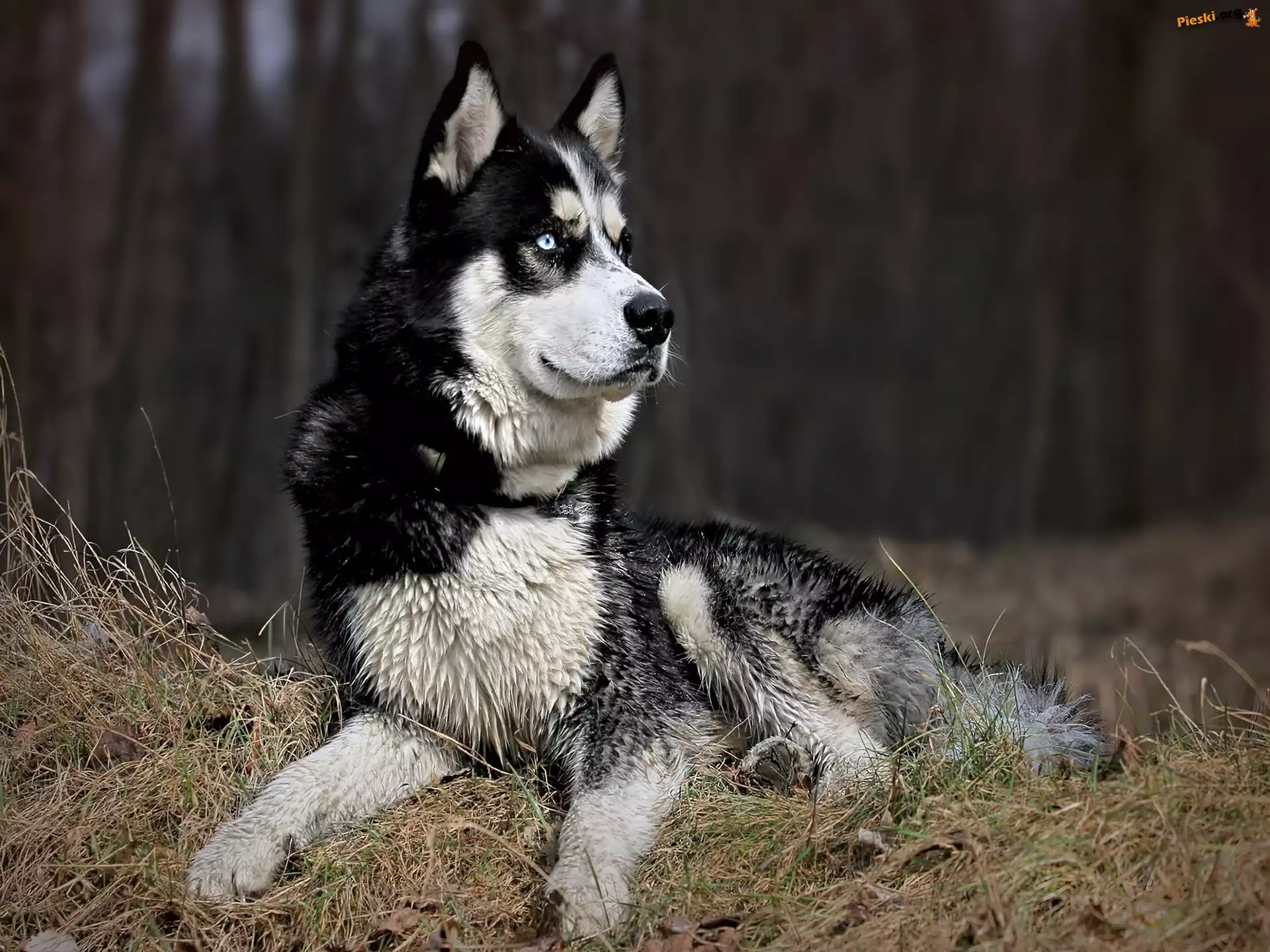 Trawa, Husky, Czujny