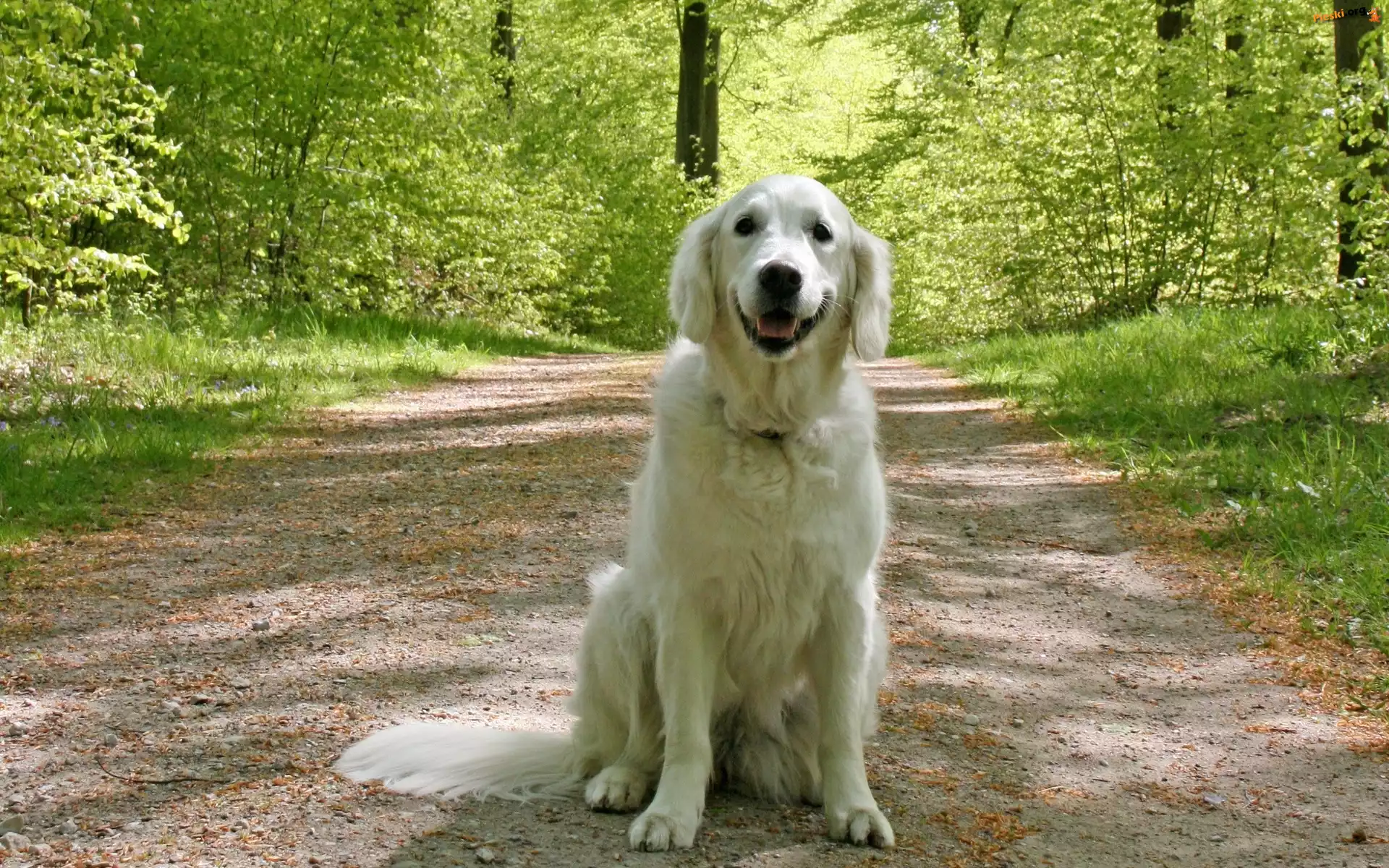 Droga, Pies, Las, Golden Retriever