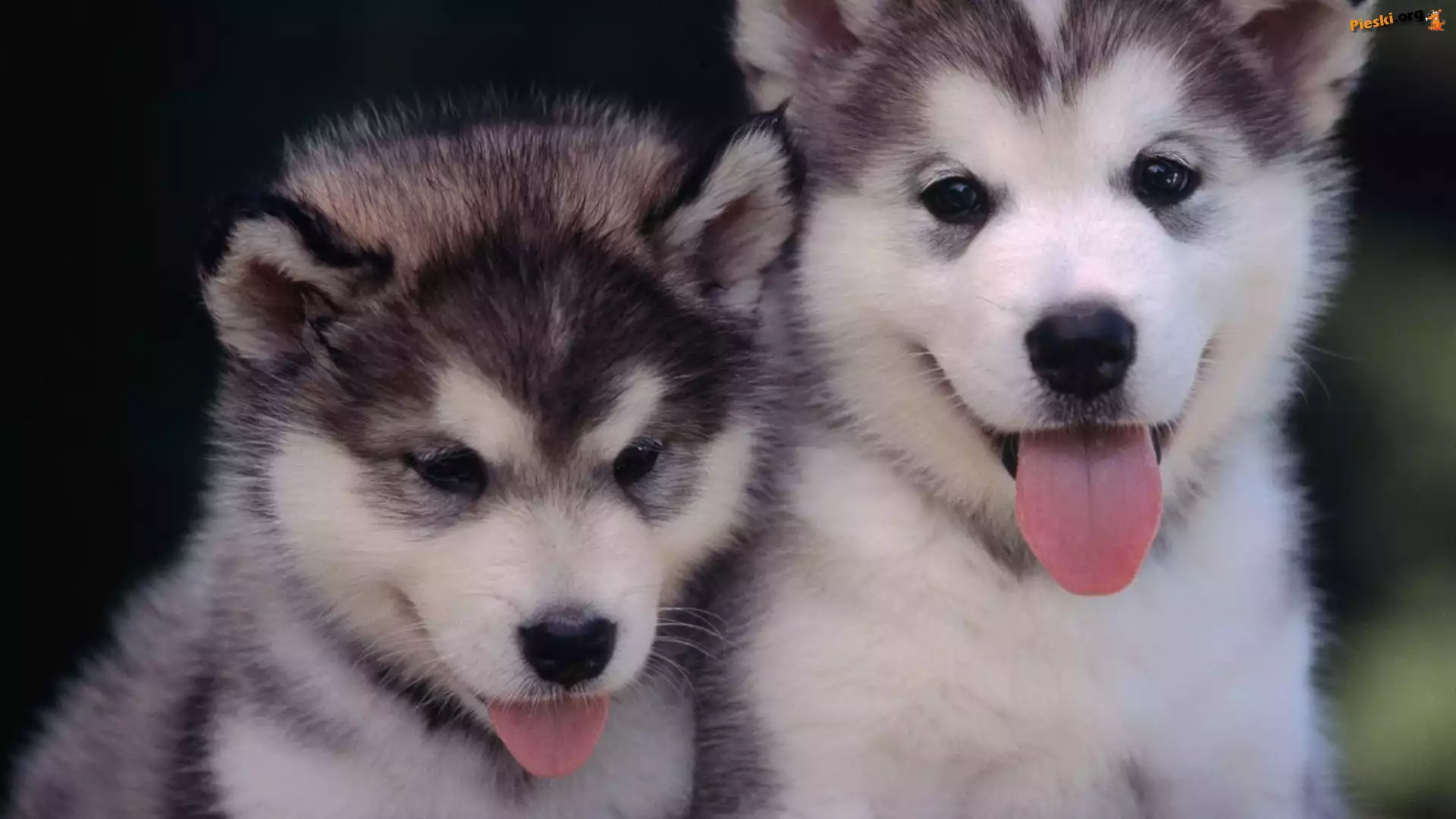 Husky, Małe, Dwa, Siberian, Języczki
