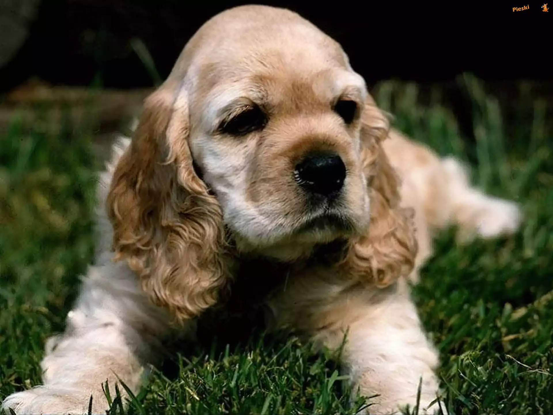 Leżący, Szczeniak, Cocker Spaniel