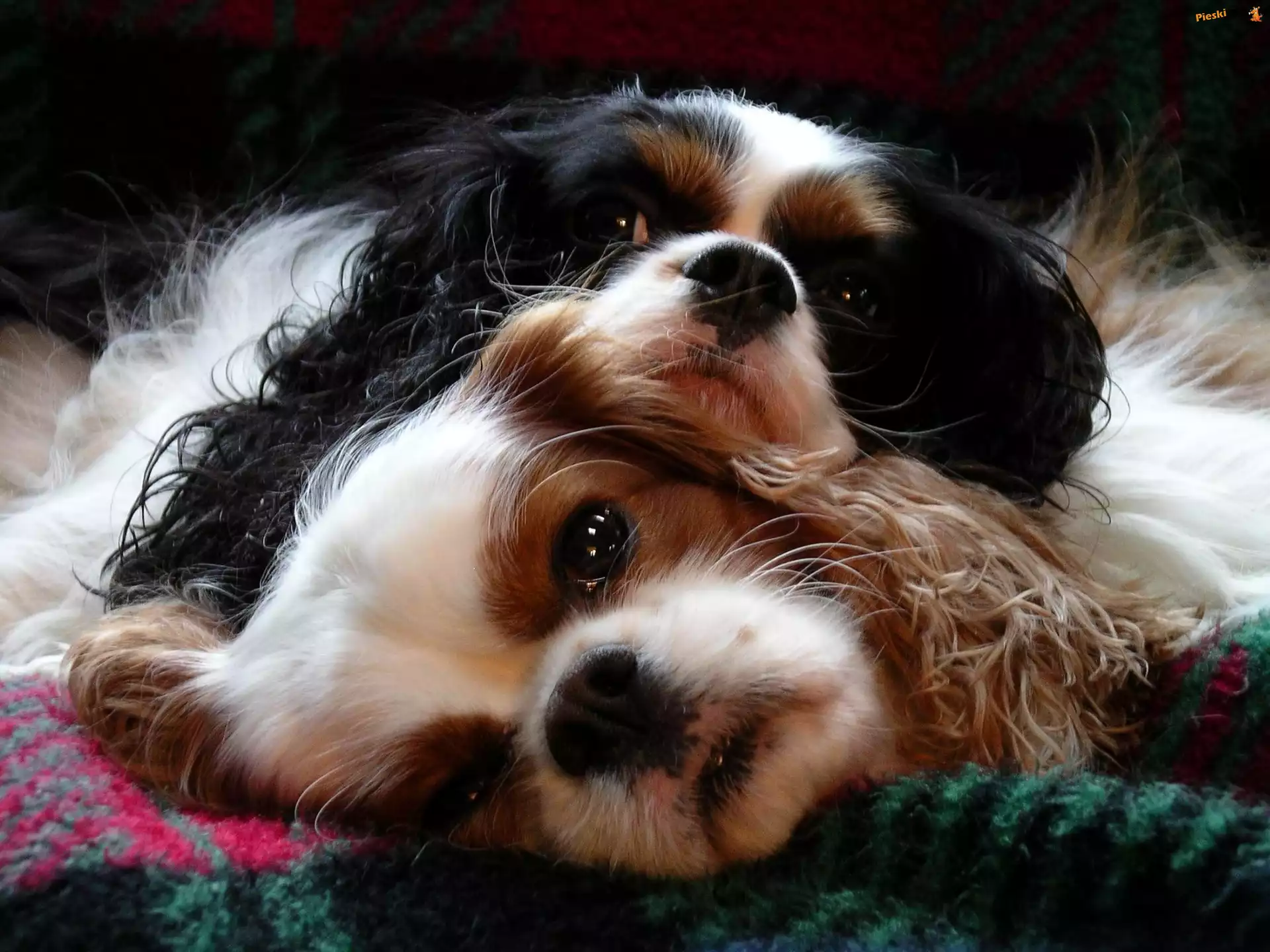 Dwa, Psy, Cavalier King Charles spaniel
