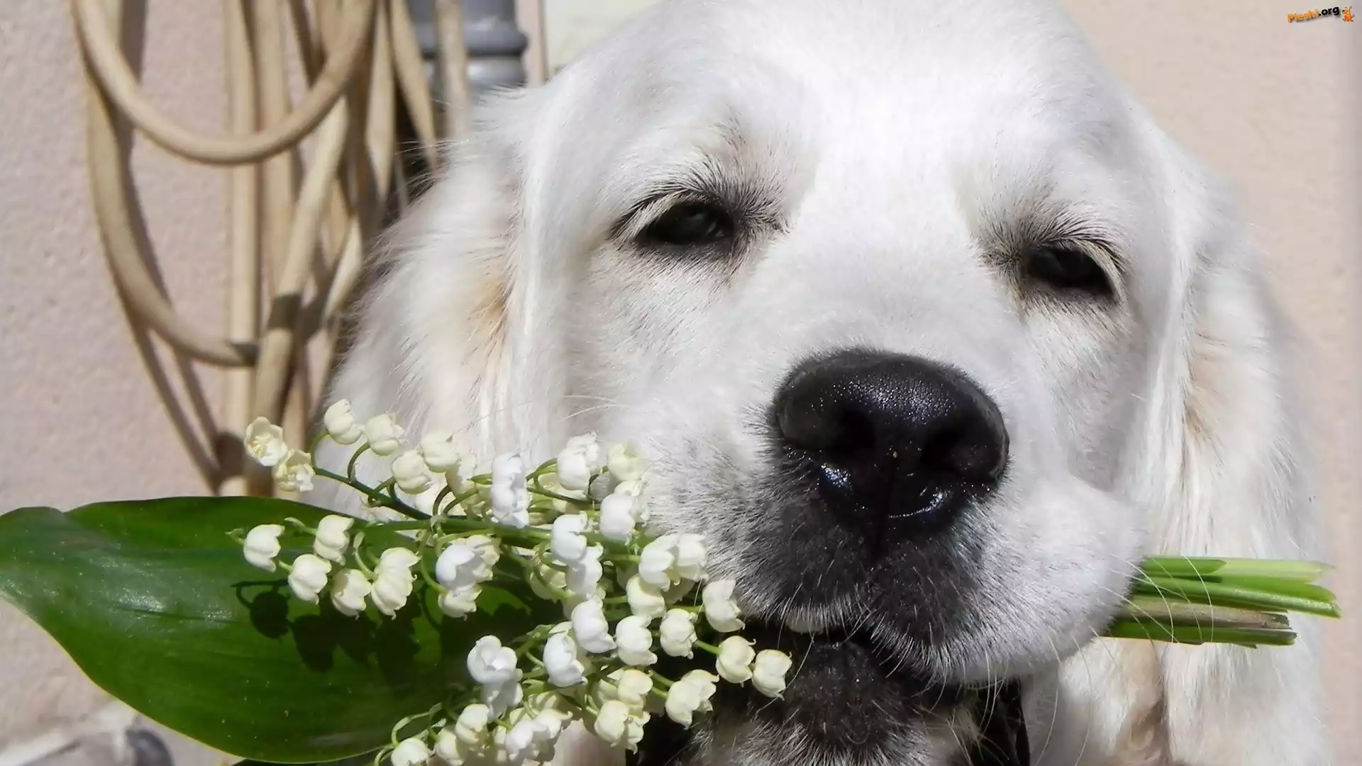Pies, Golden retriever, Konwalie
