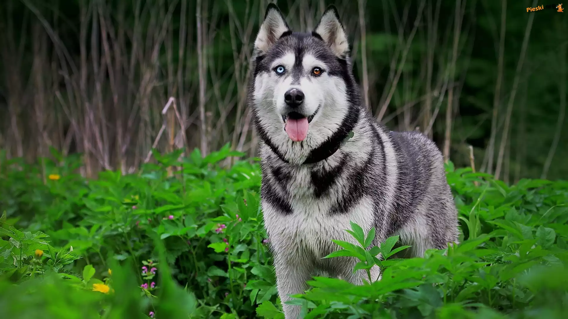 Las, Pies, Siberian Husky