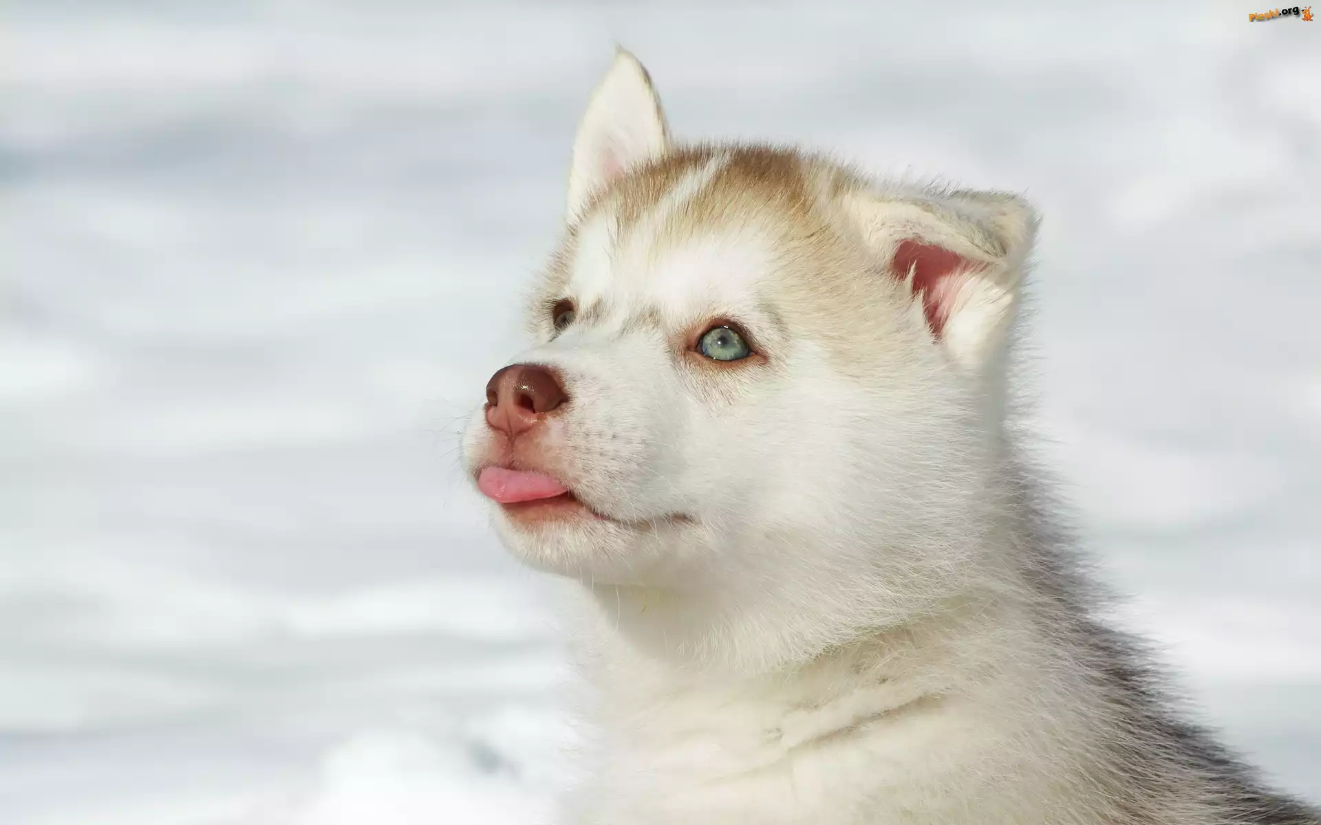 Języczek, Husky, Szczeniak, Śnieg