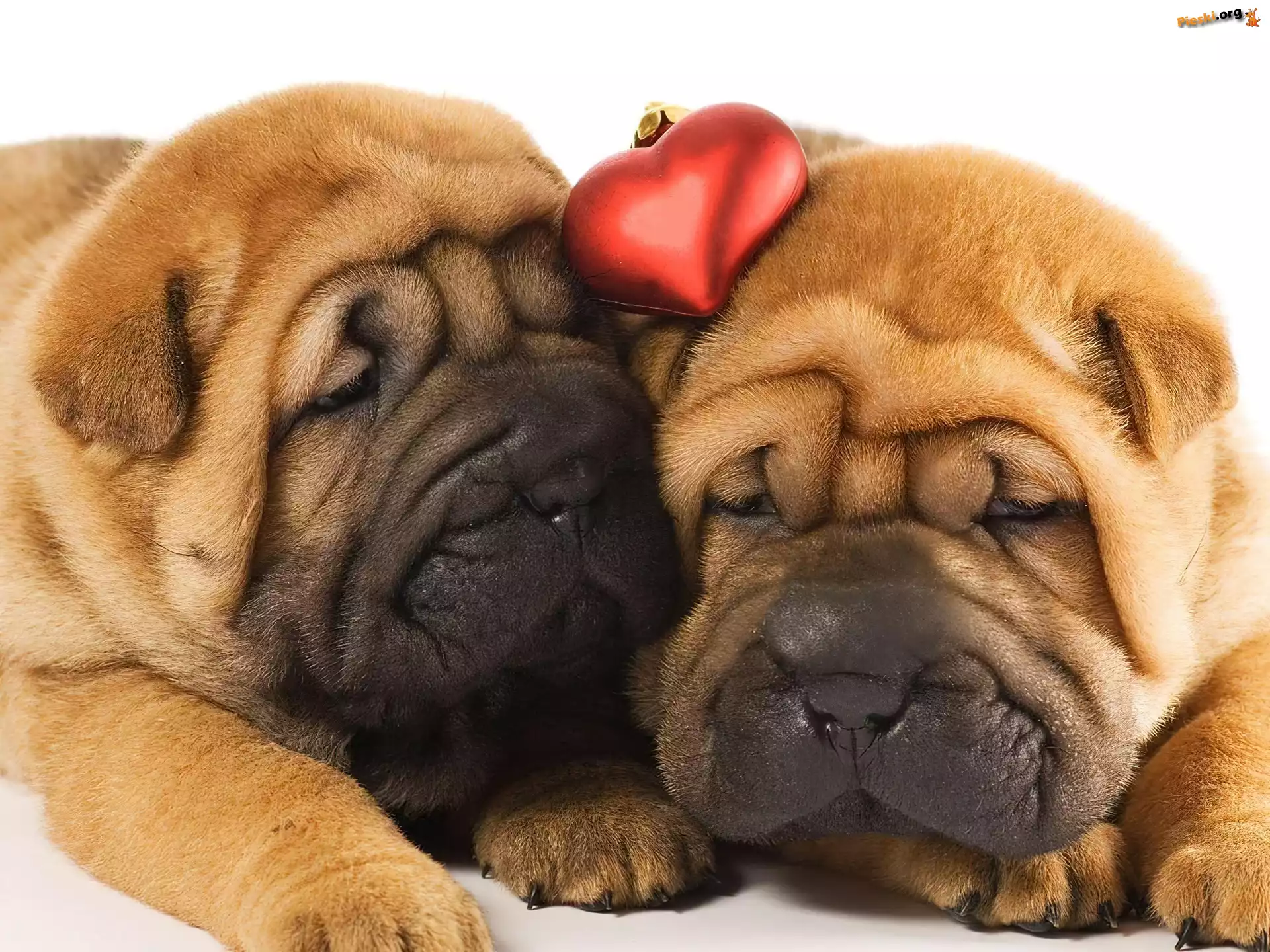 Shar Pei, Dwa, Śpiące, Serduszko
