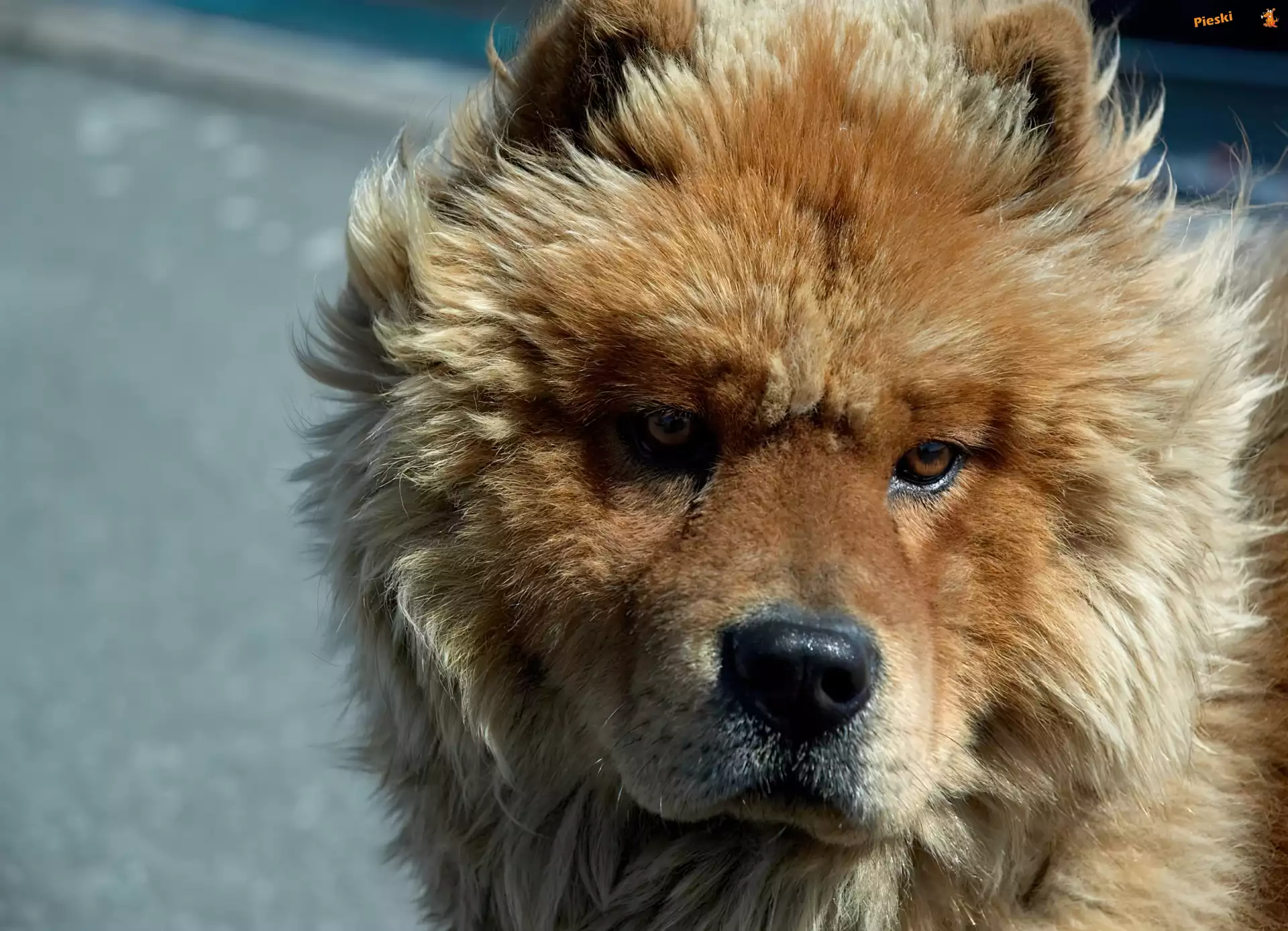Pysk, Chow chow, Piesek