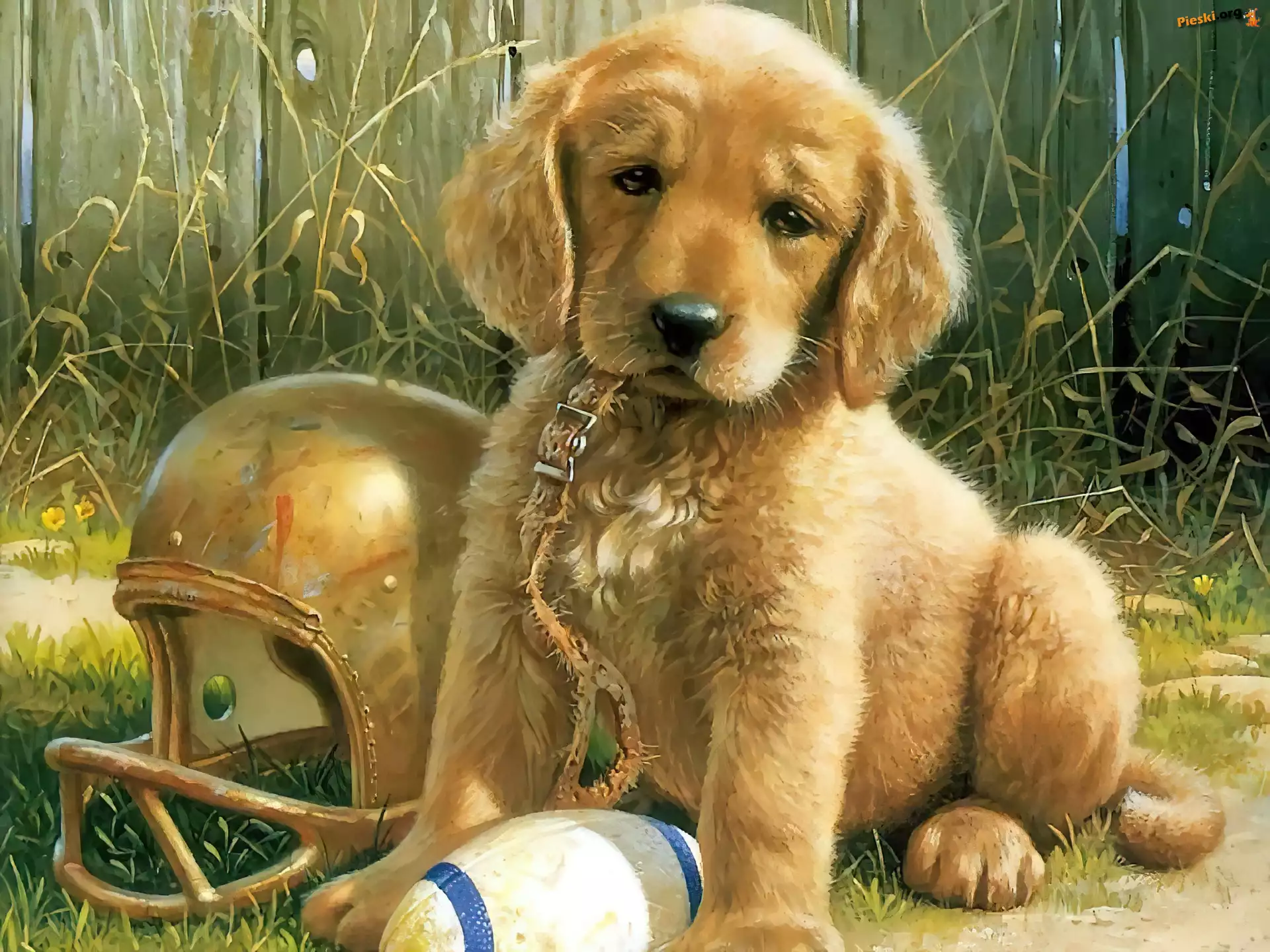 Smycz, Szczeniak, Pies, Golden retriever, Piłka