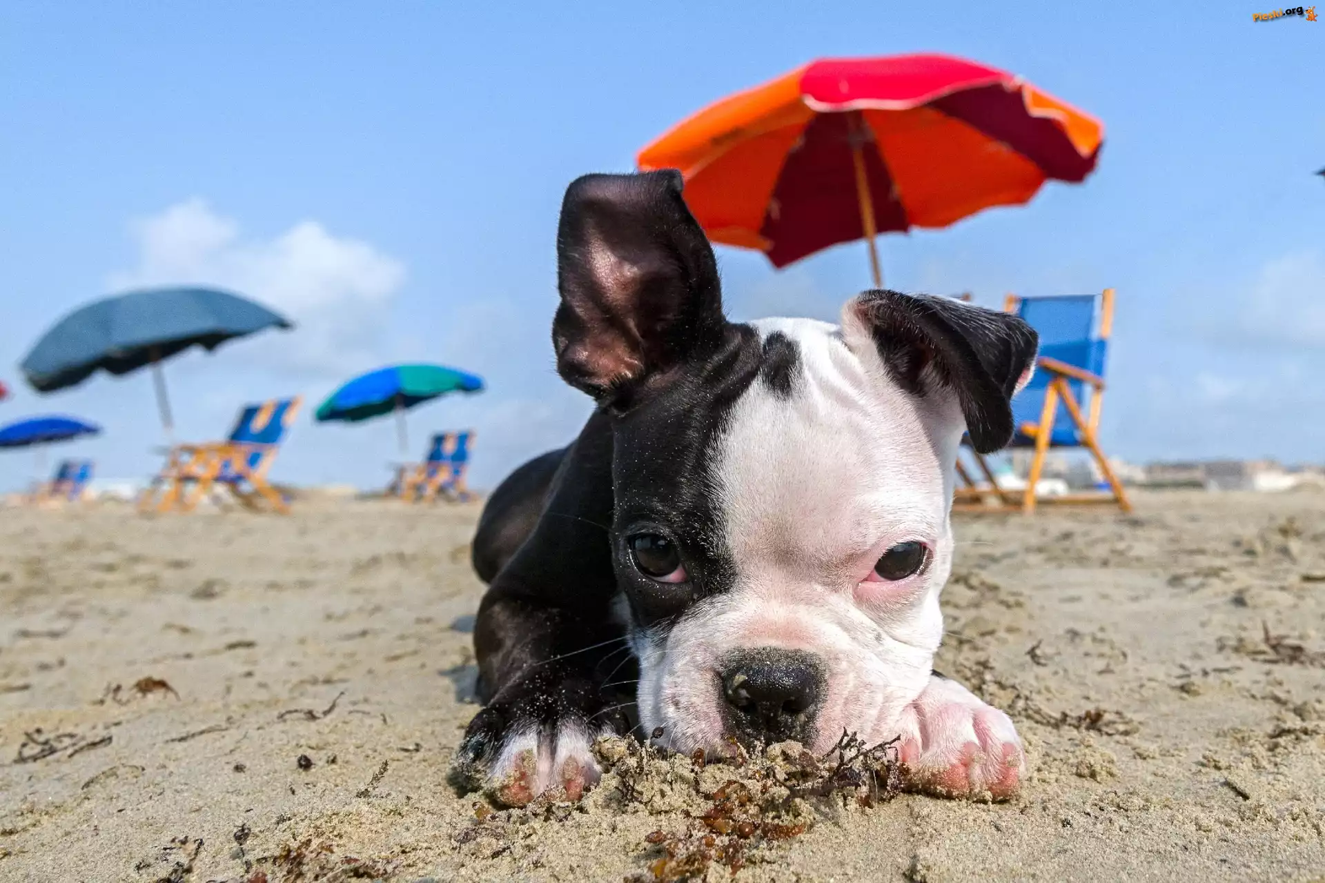Parasole, Szczeniaczek, Plaża, Mops