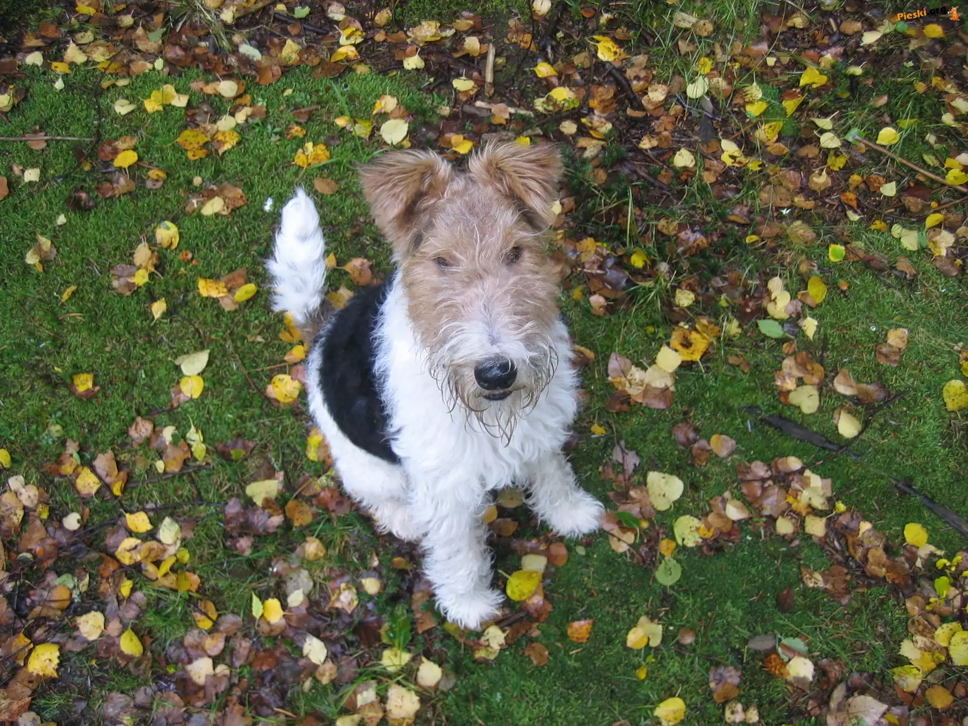 Lakeland Terrier, Liście, Trawa