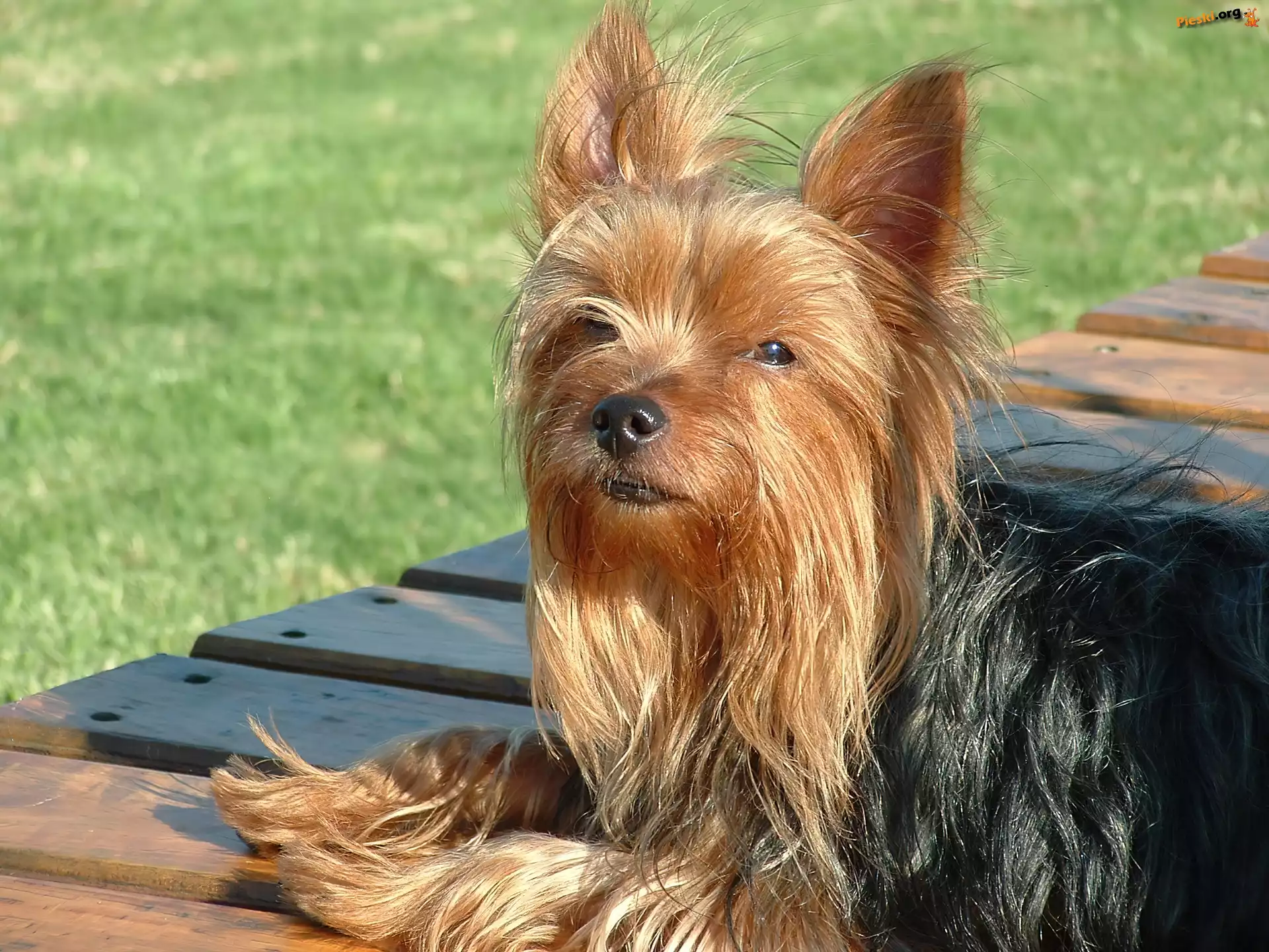 Deski, Yorkshire Terrier, Piesek