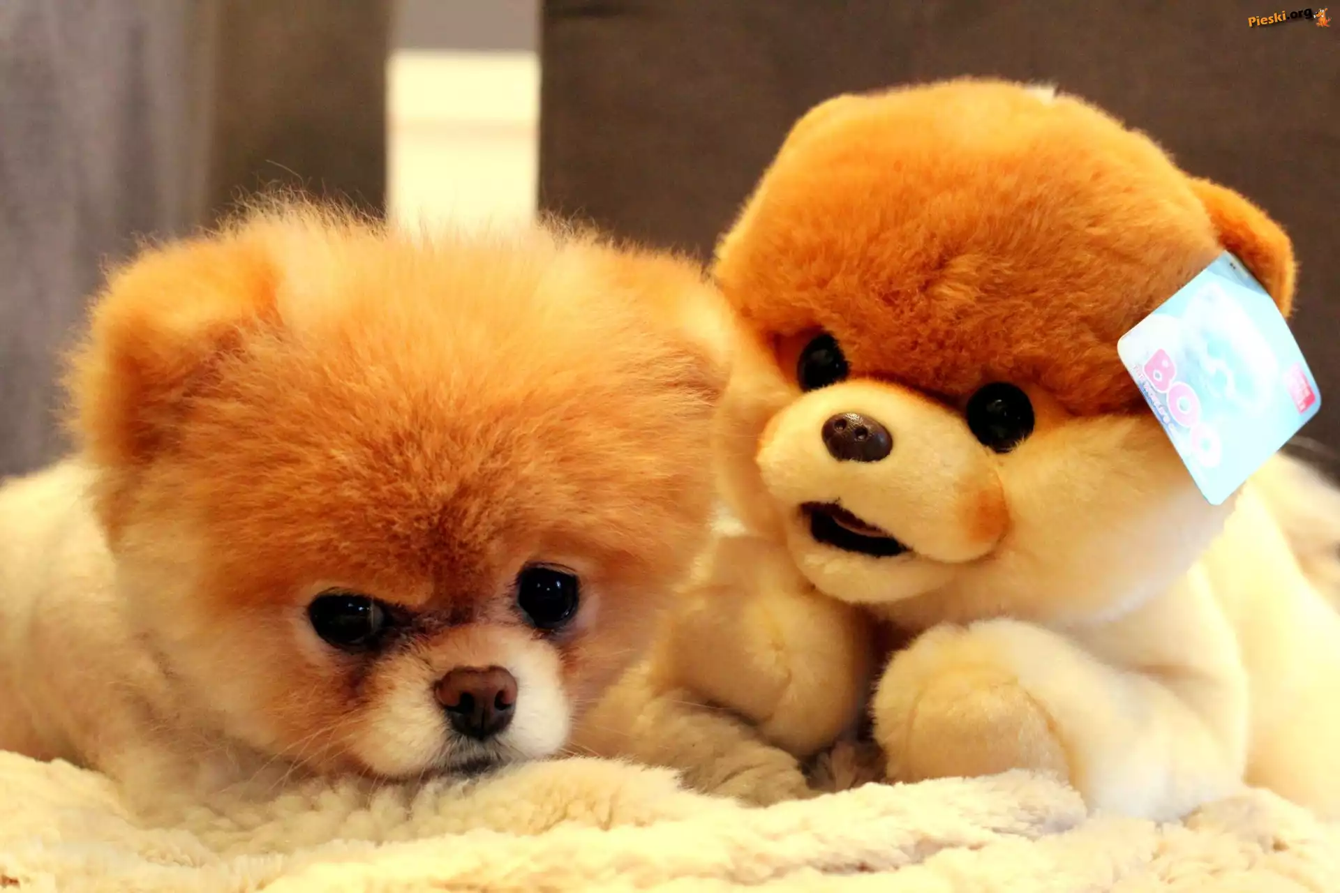 Pomeranian, Pies, Szpic miniaturowy, Pluszak