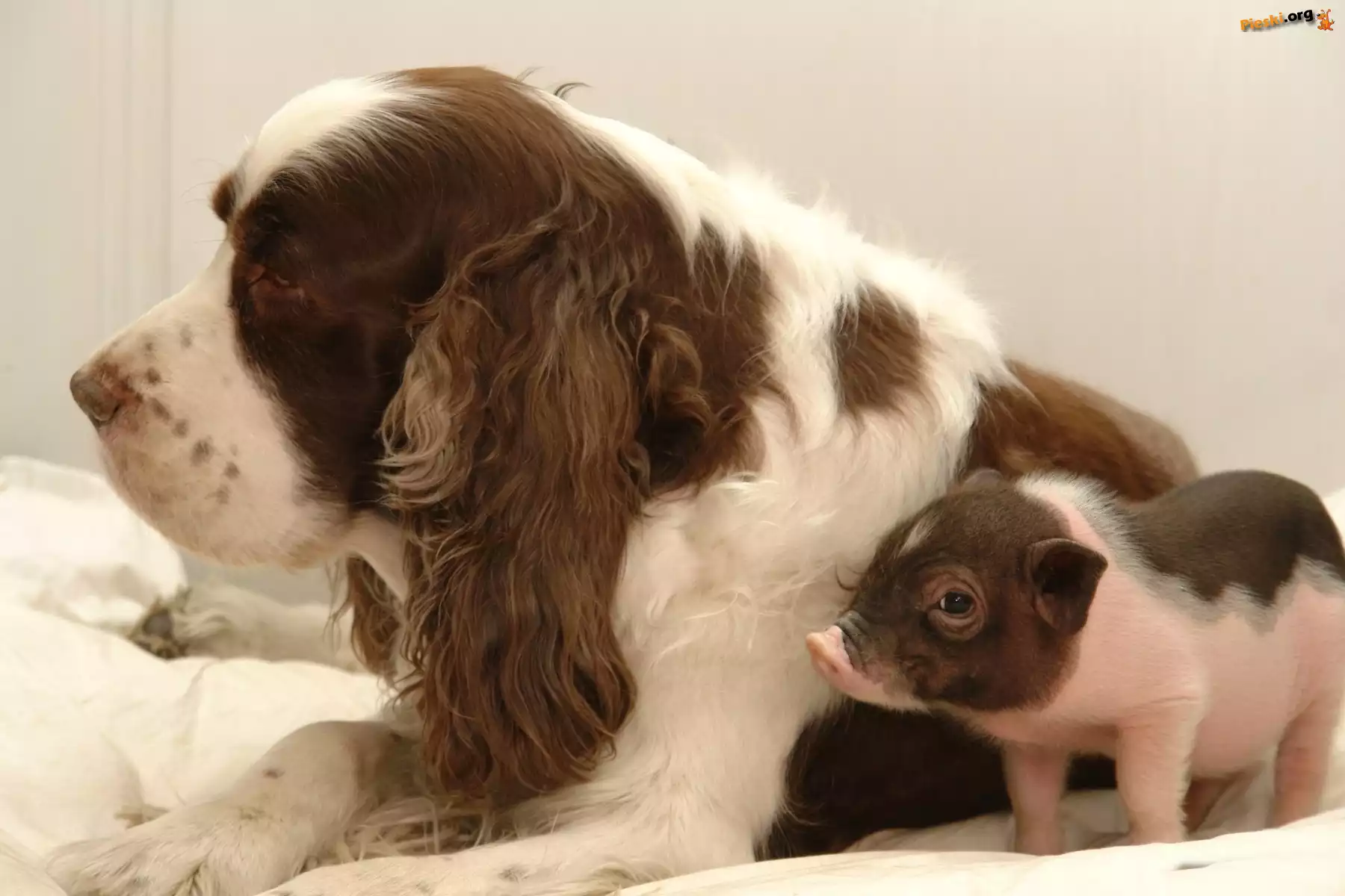 Pies, Spaniel, Prosiaczek