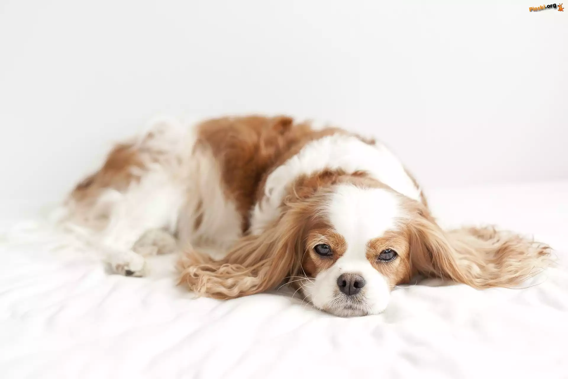 Beżowy, Spaniel, Biało, Odpoczynek