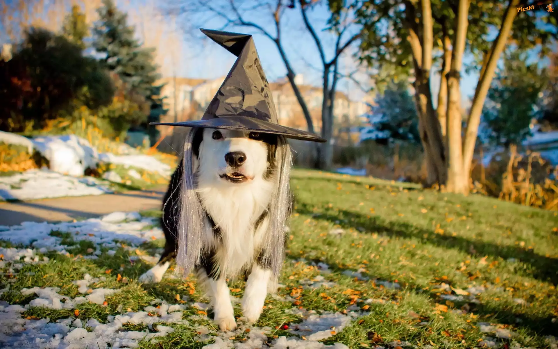 Kapelusz, Pies, Border Collie, Wiedźmy