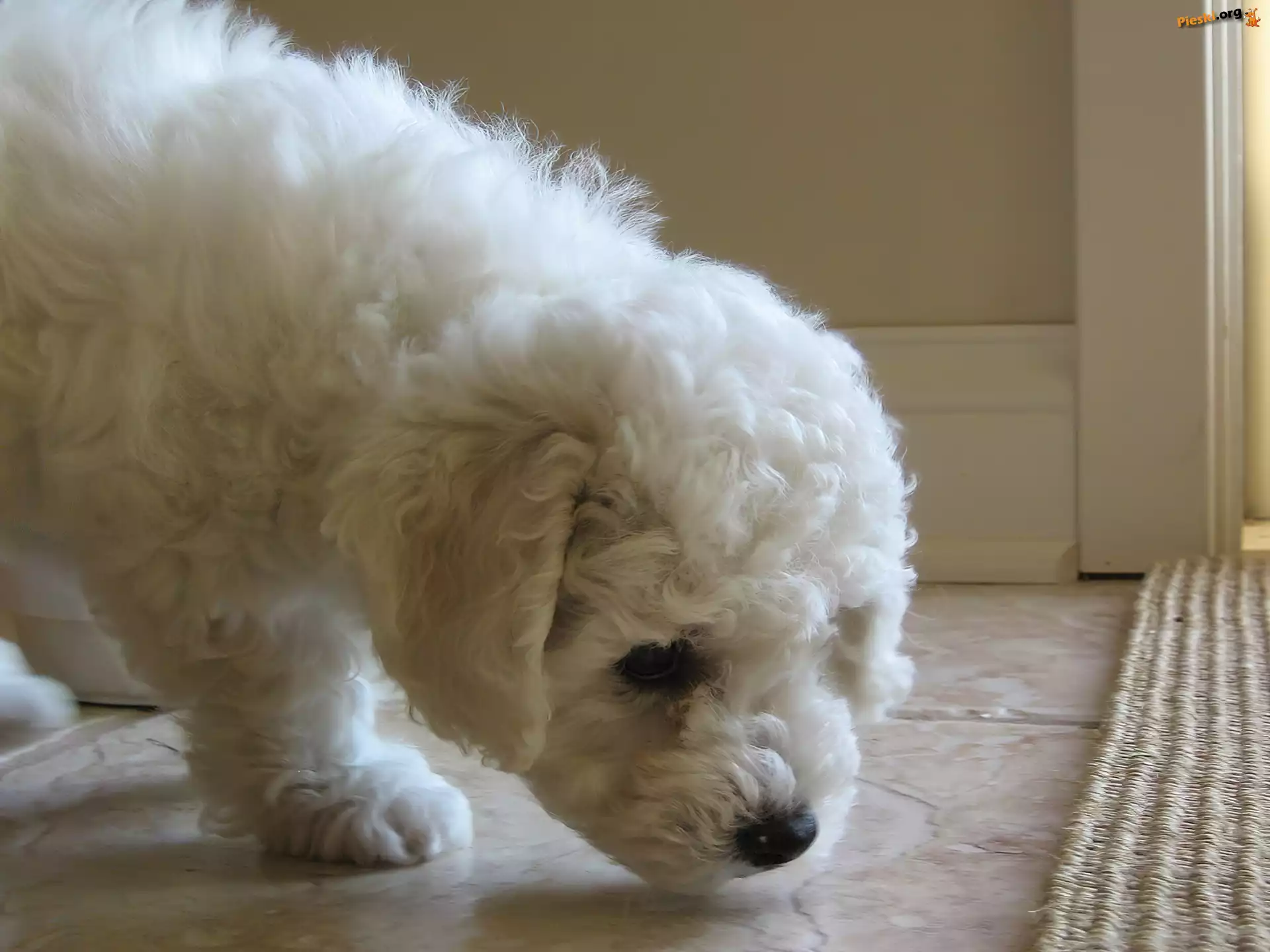 Bichon Frise, Biały, Piesek, Pokój